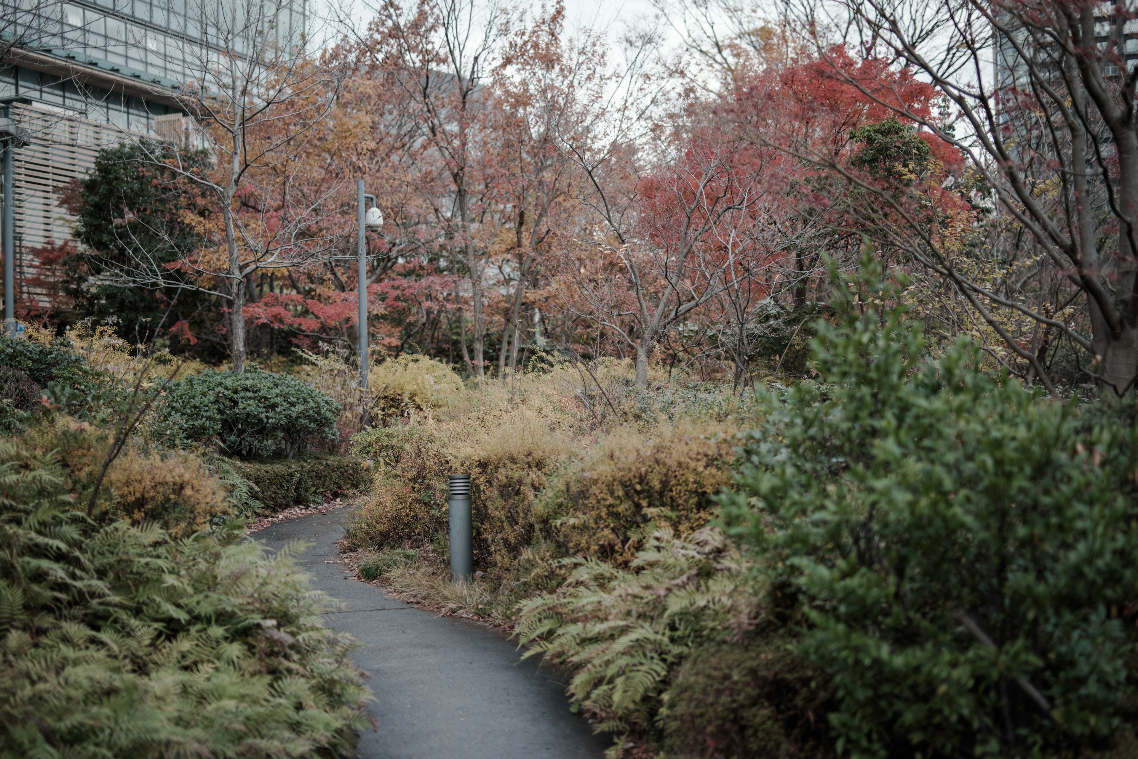 公園の小道と秋の紅葉が見える風景