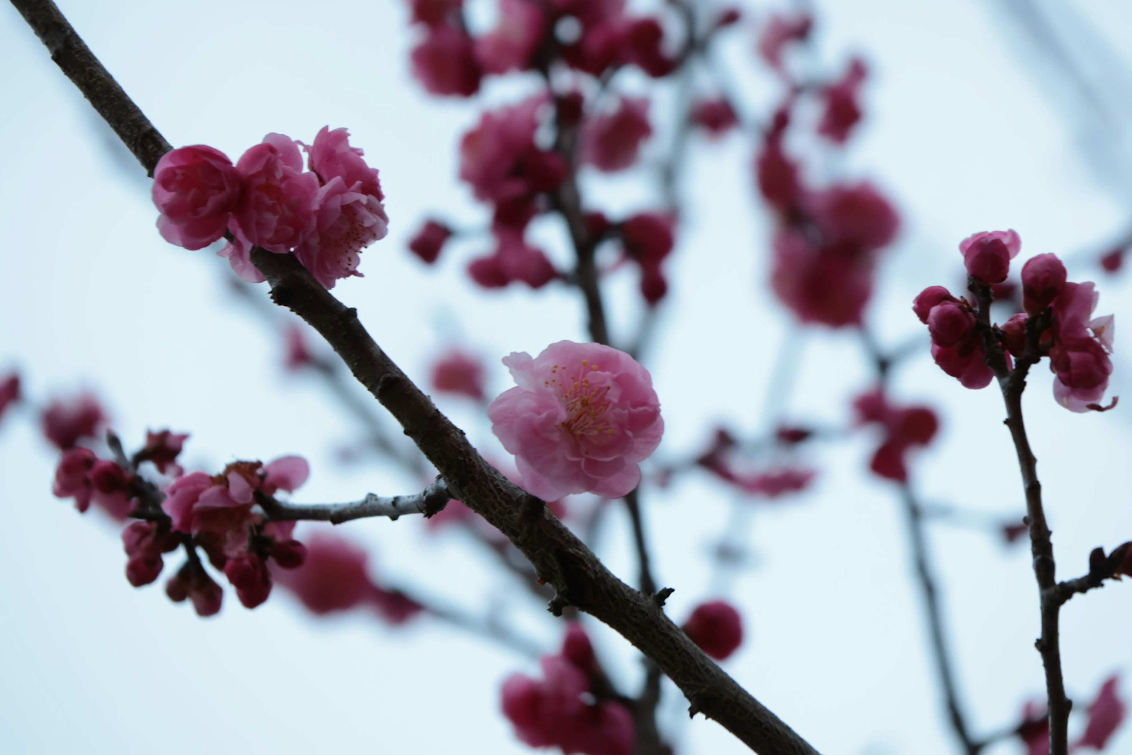 Close-up of cherry blossom branches with pink flowers