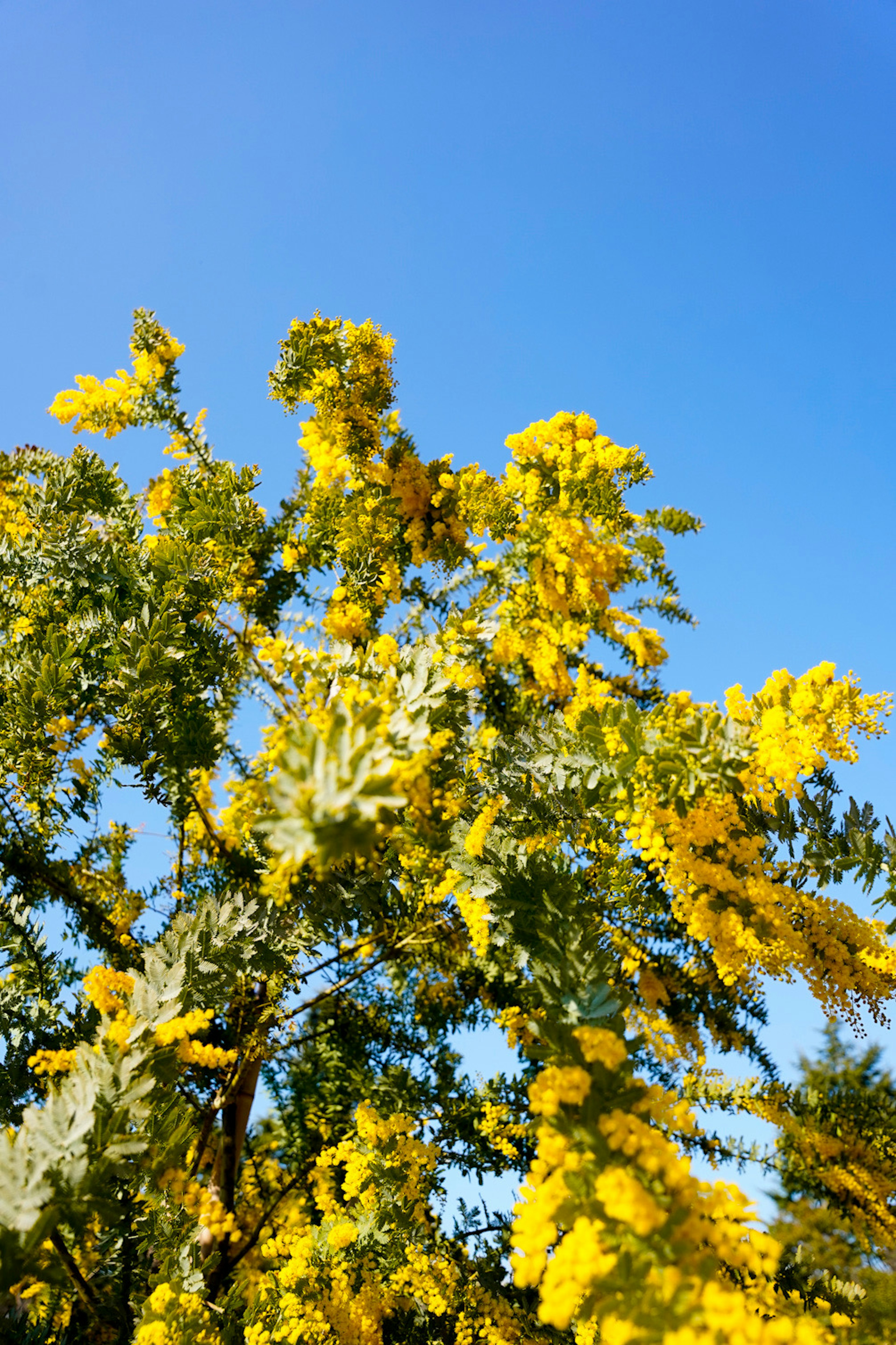 Helle gelbe Mimosablüten und grüne Blätter unter einem blauen Himmel