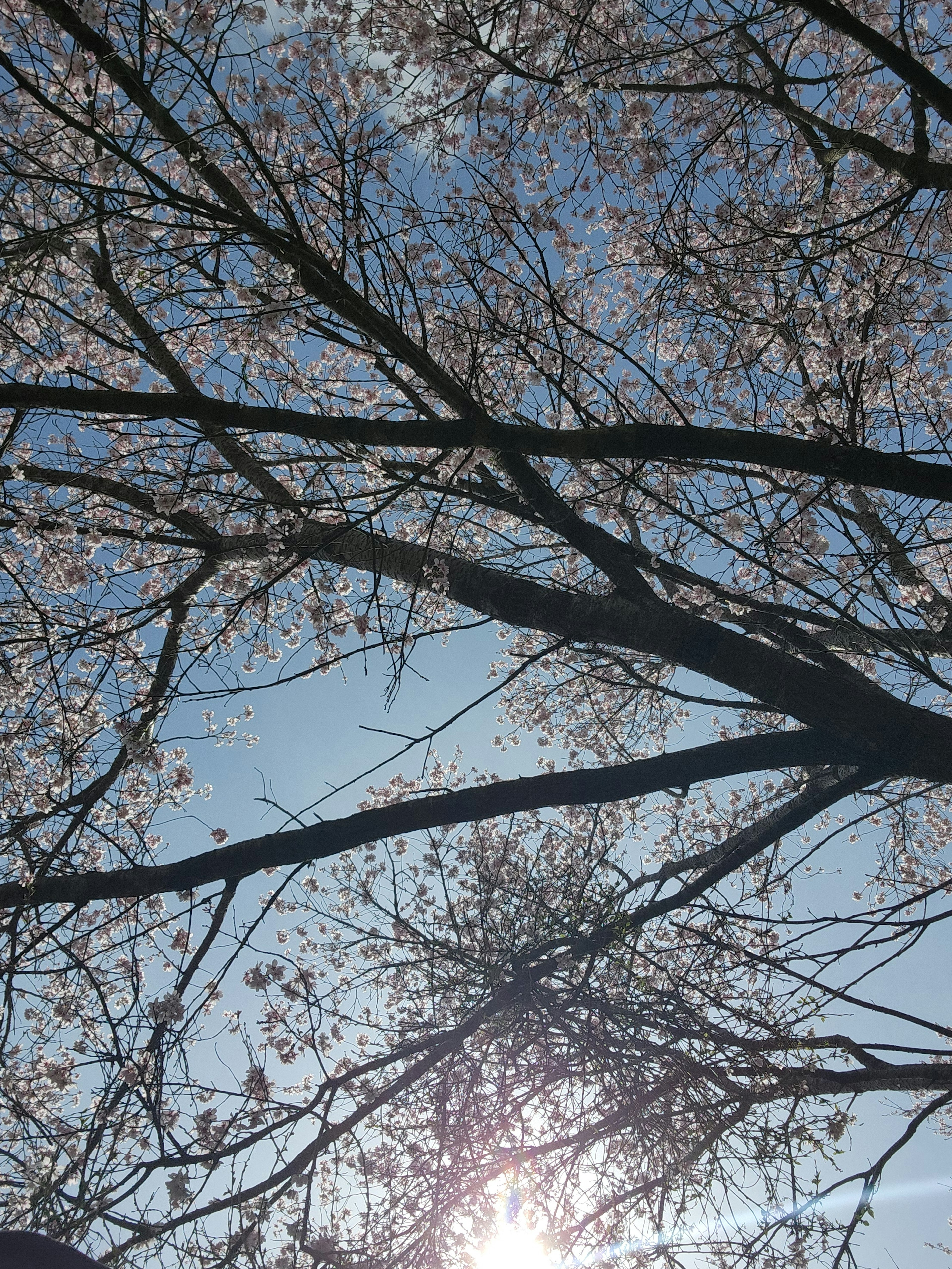 Cherry blossom branches against a bright blue sky