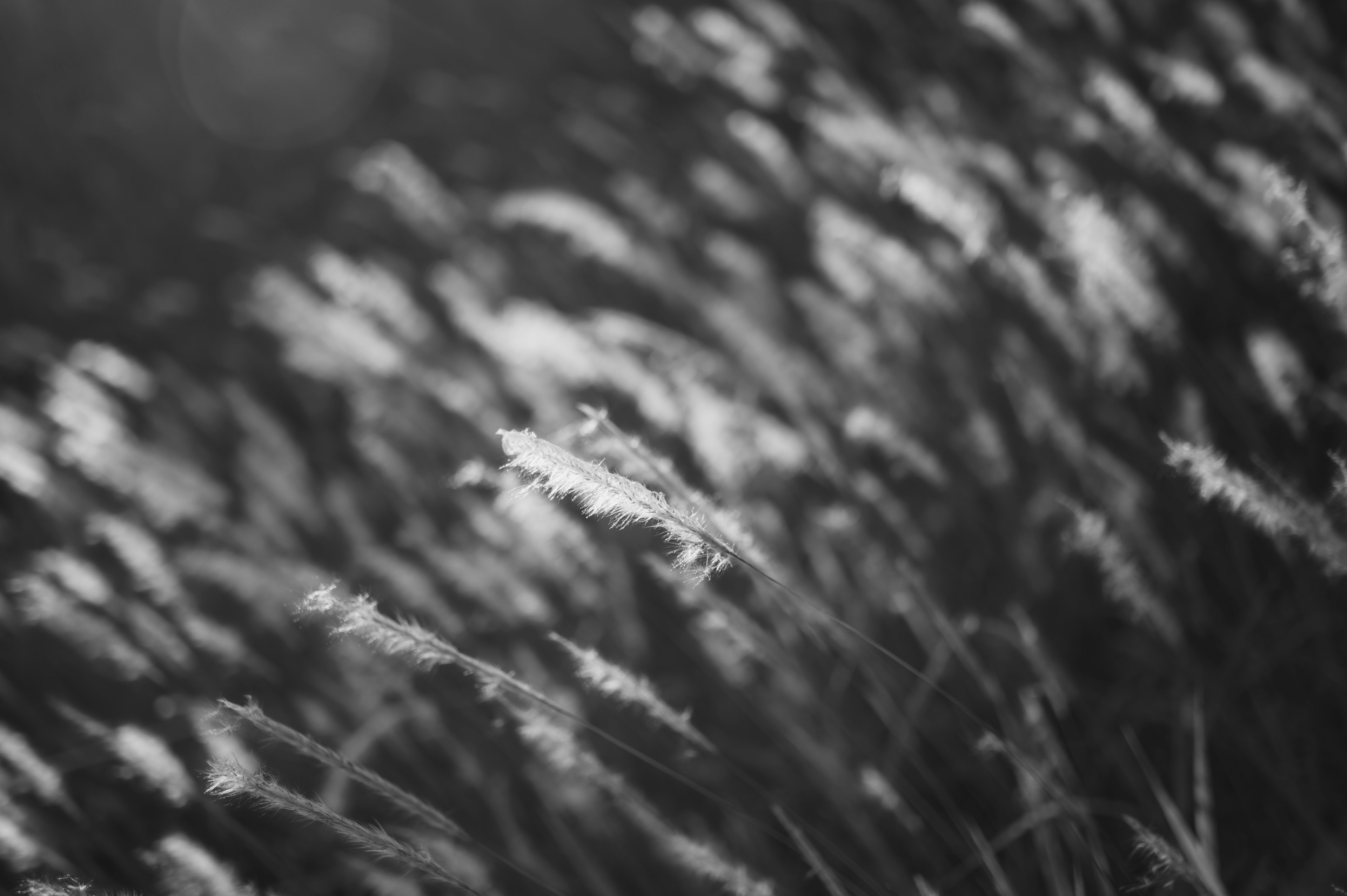 Image en noir et blanc de brins d'herbe se balançant