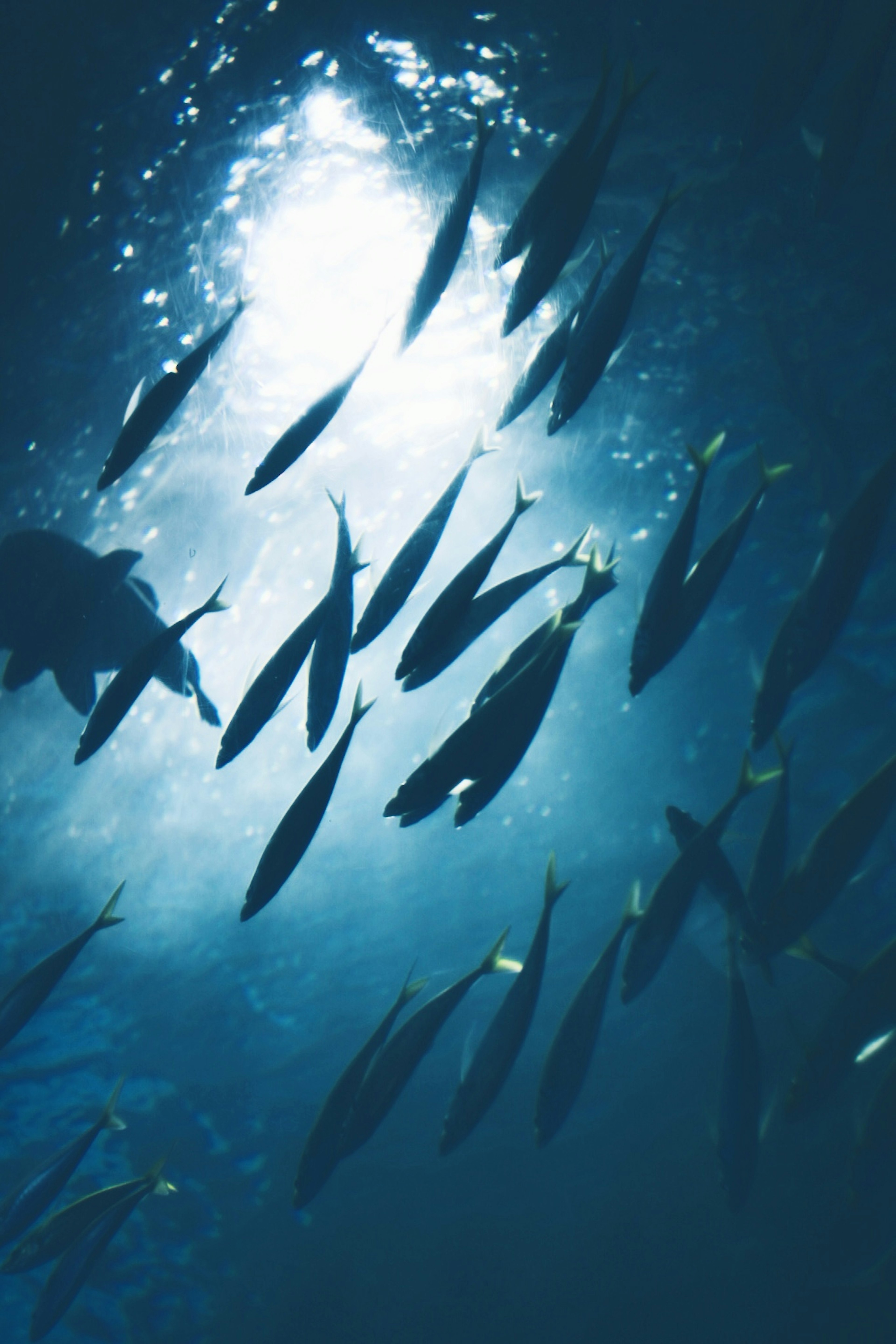 School of fish swimming in underwater light