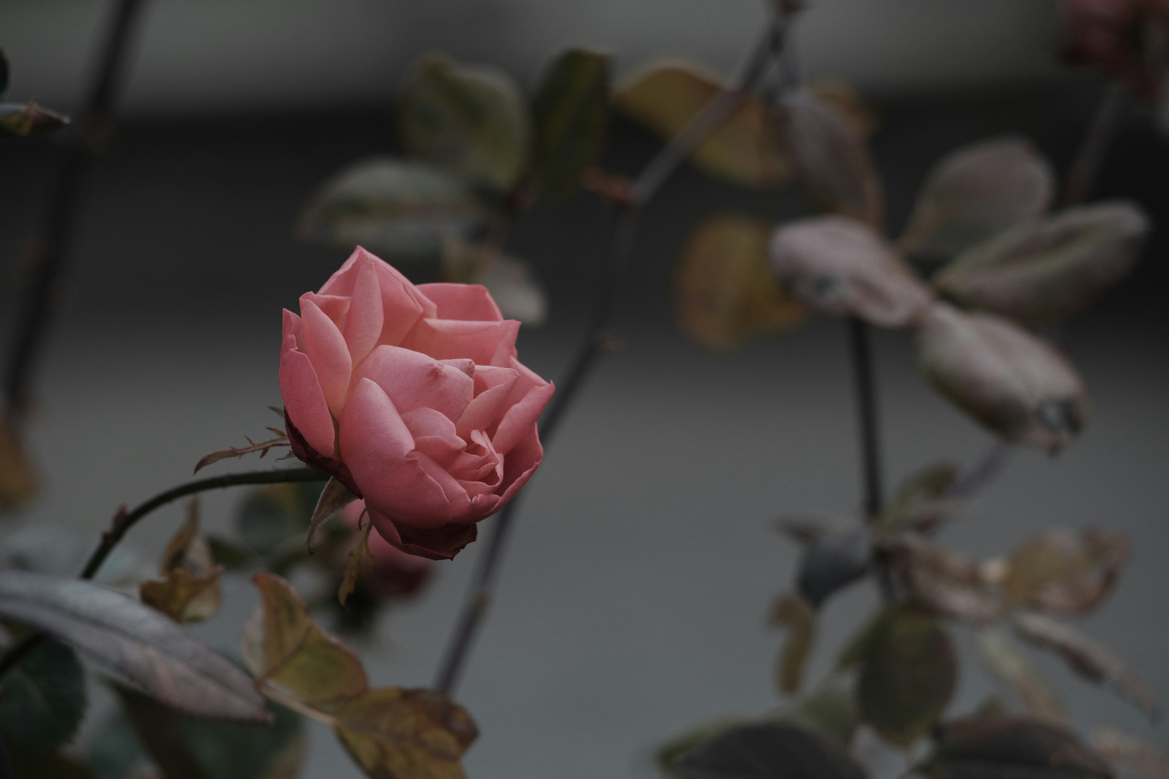 Une rose rose pâle avec des feuilles dans un arrière-plan atténué