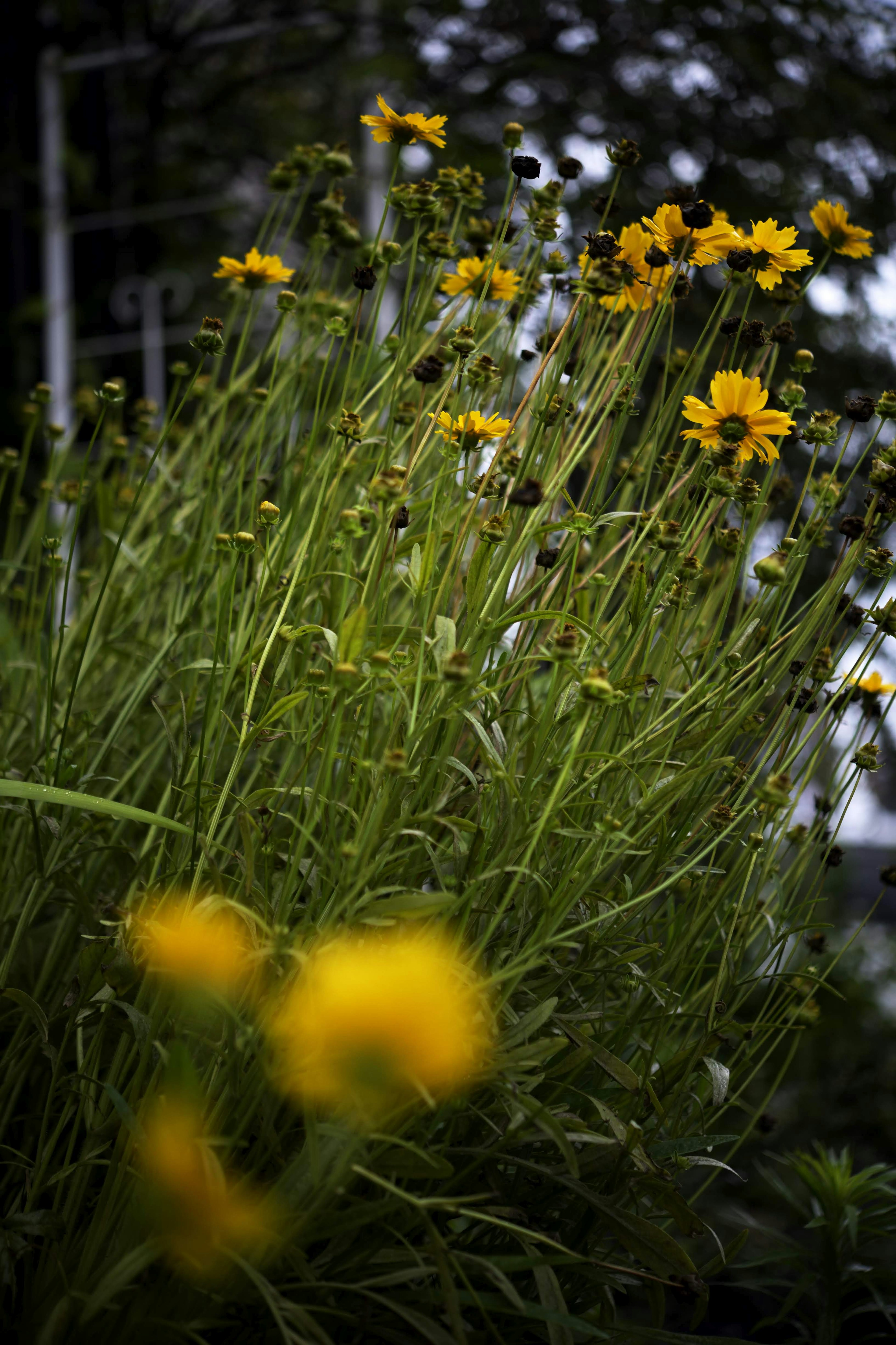 黄色い花が咲く緑の草の束を背景にしたぼやけた花