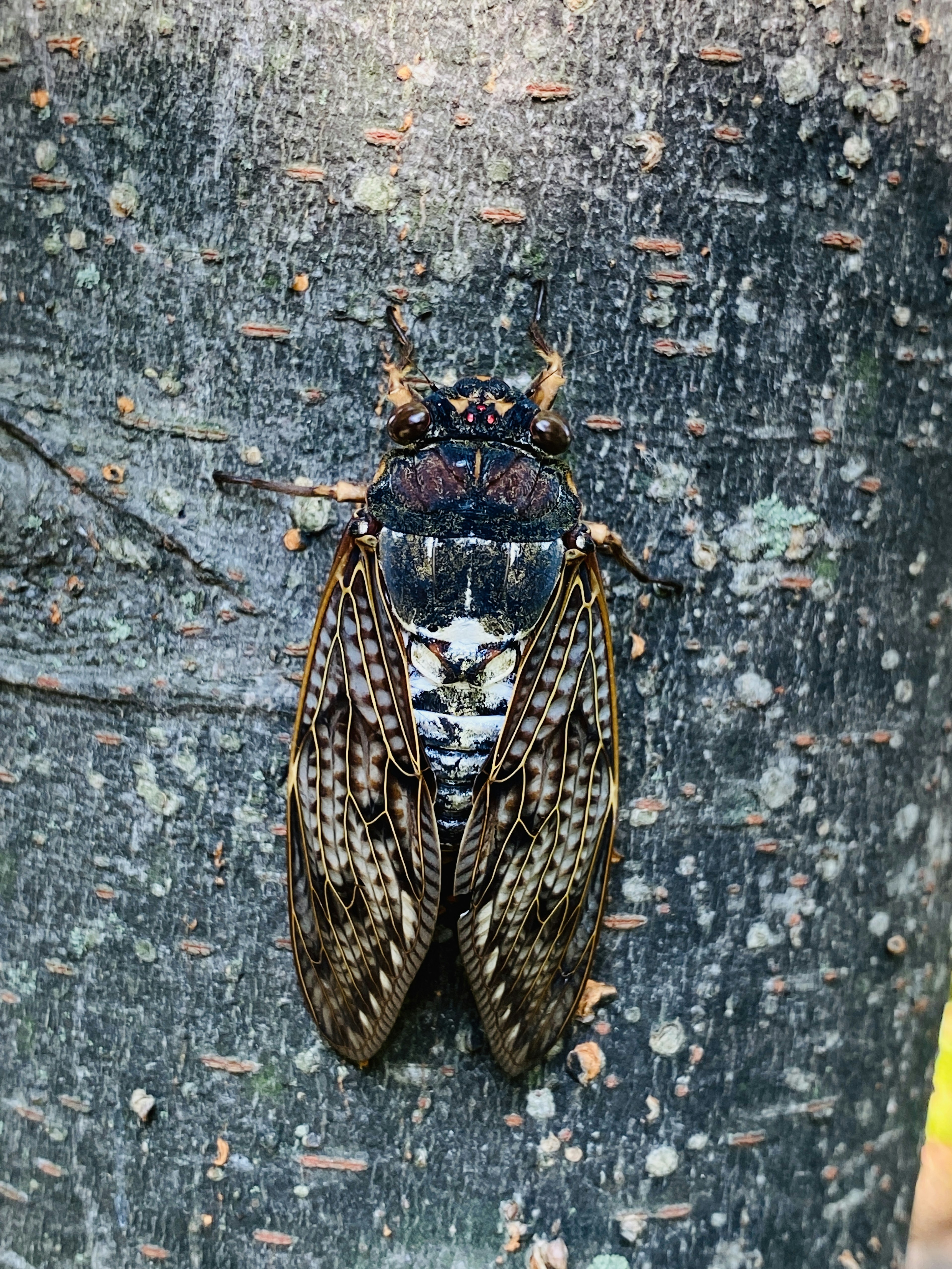 Primer plano de un insecto descansando en un tronco de árbol