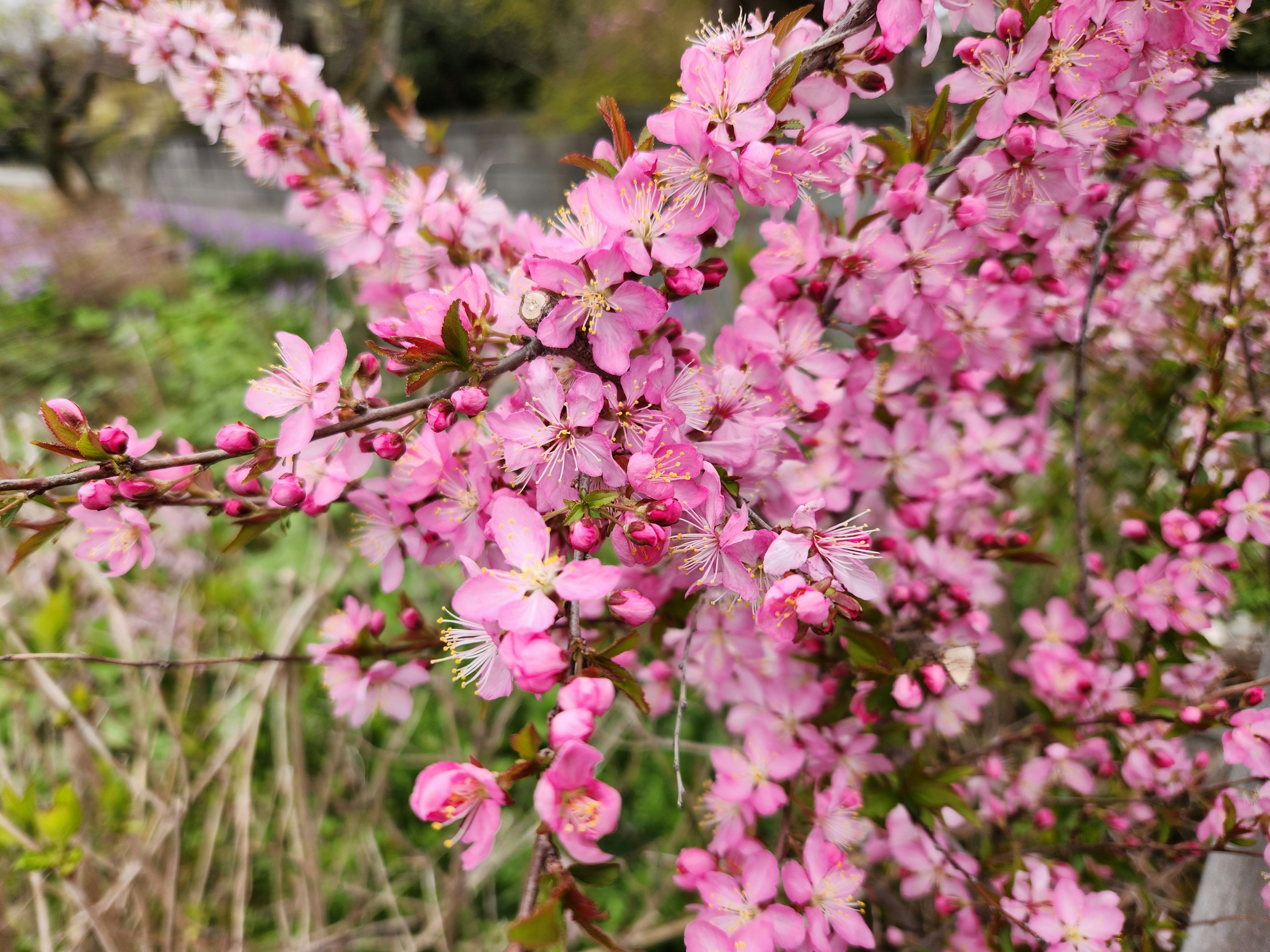 Close-up tanaman dengan bunga pink muda