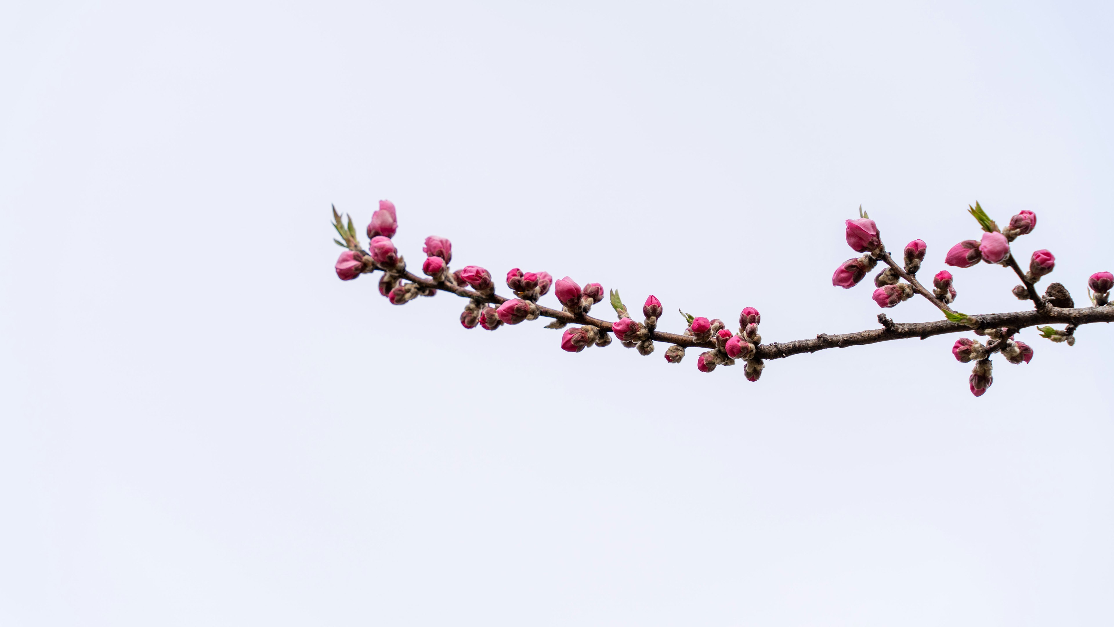 淡い空の中に咲くピンクの花の枝