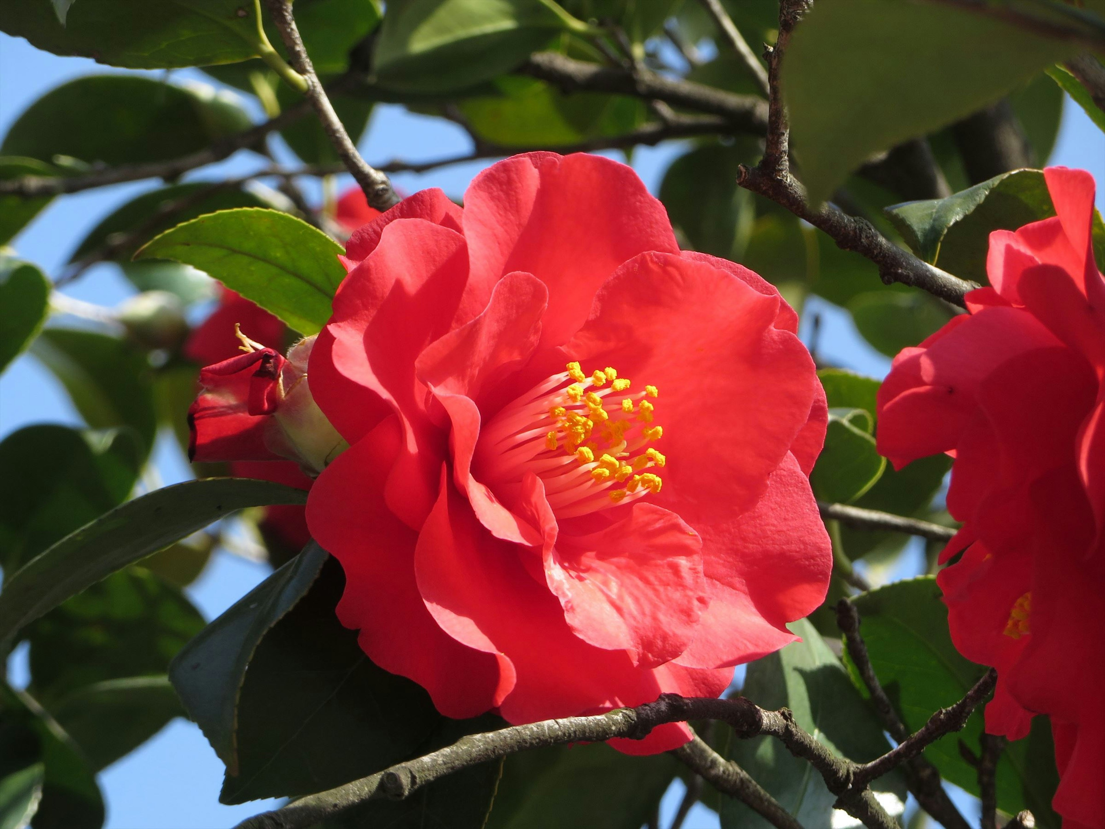 Lebendige rote Kamelienblüte unter blauem Himmel