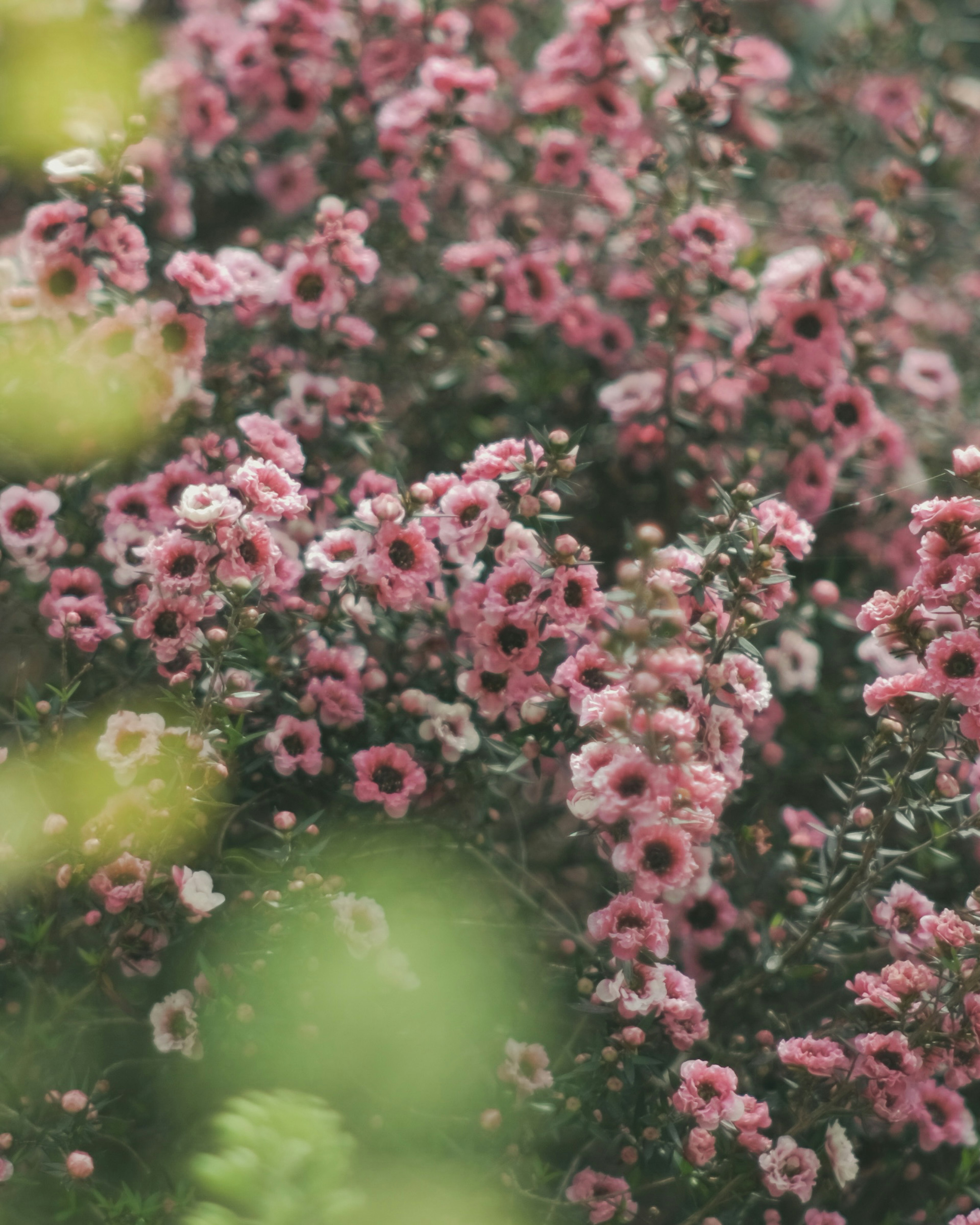 色とりどりの花が咲く風景のクローズアップ