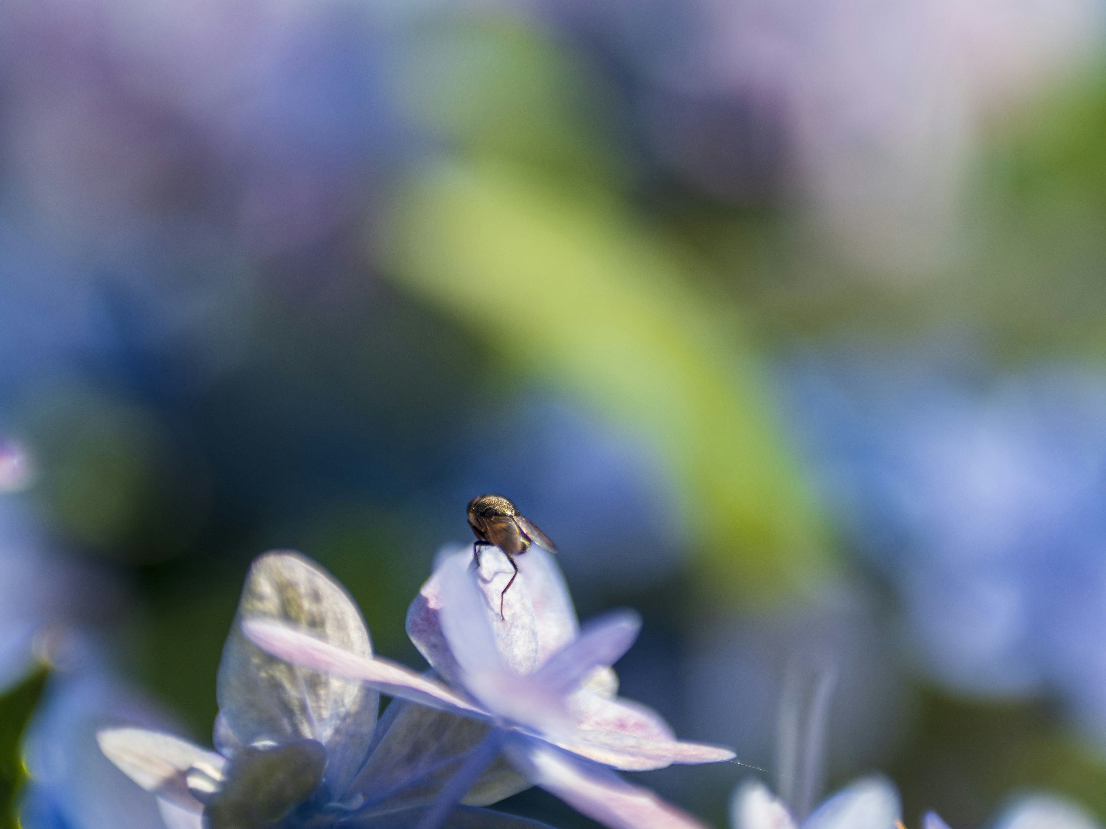 Serangga kecil di atas bunga biru dalam foto makro yang indah