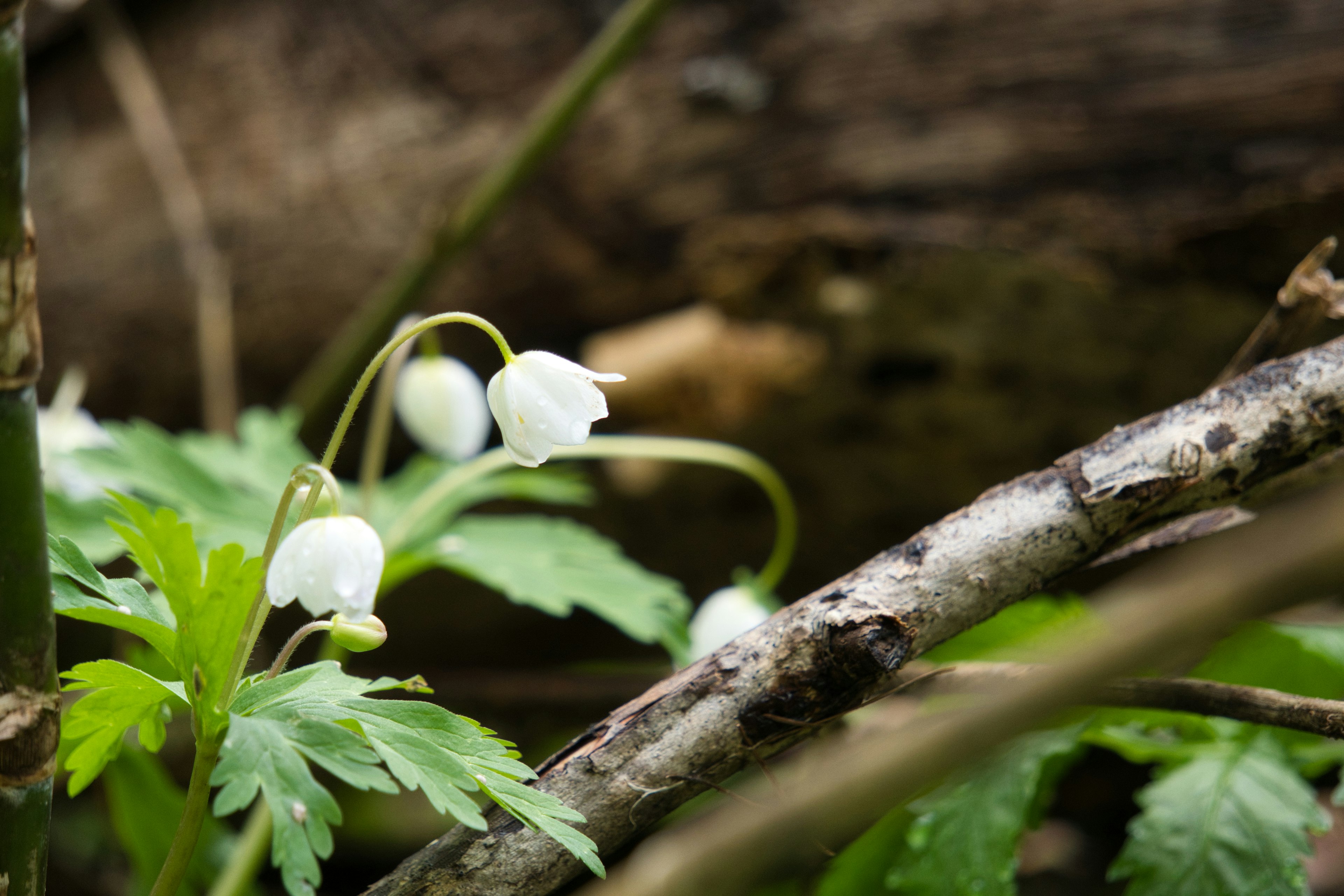 Delicate white flowers growing near a wooden branch