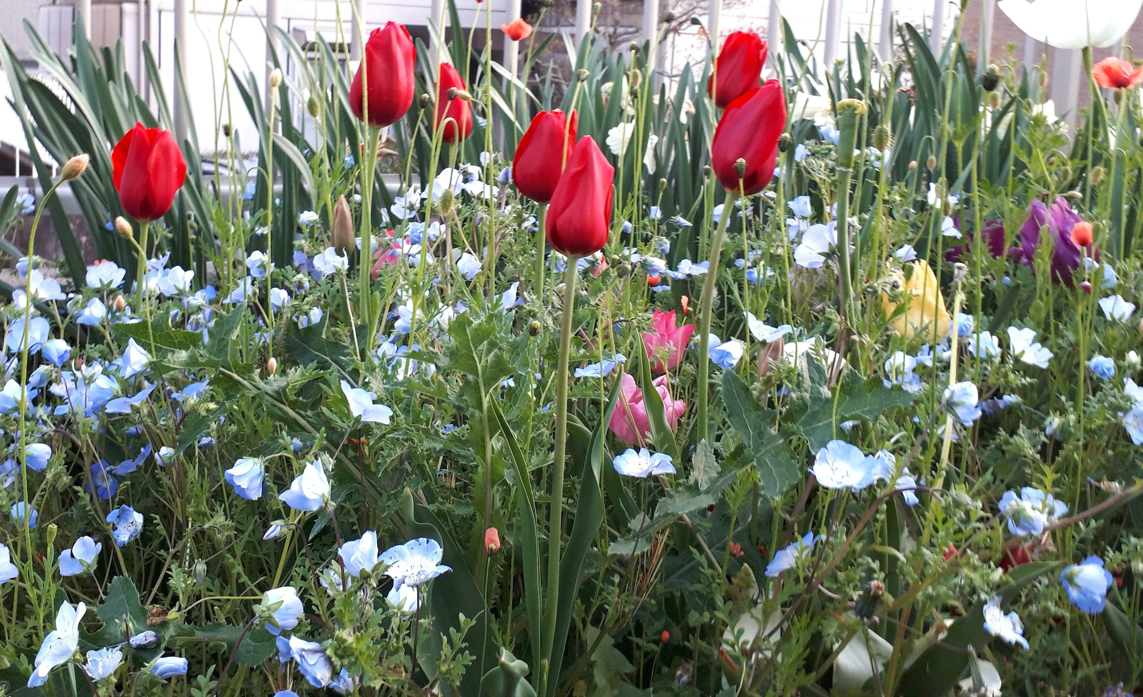 Hermoso jardín con tulipanes rojos y flores azules