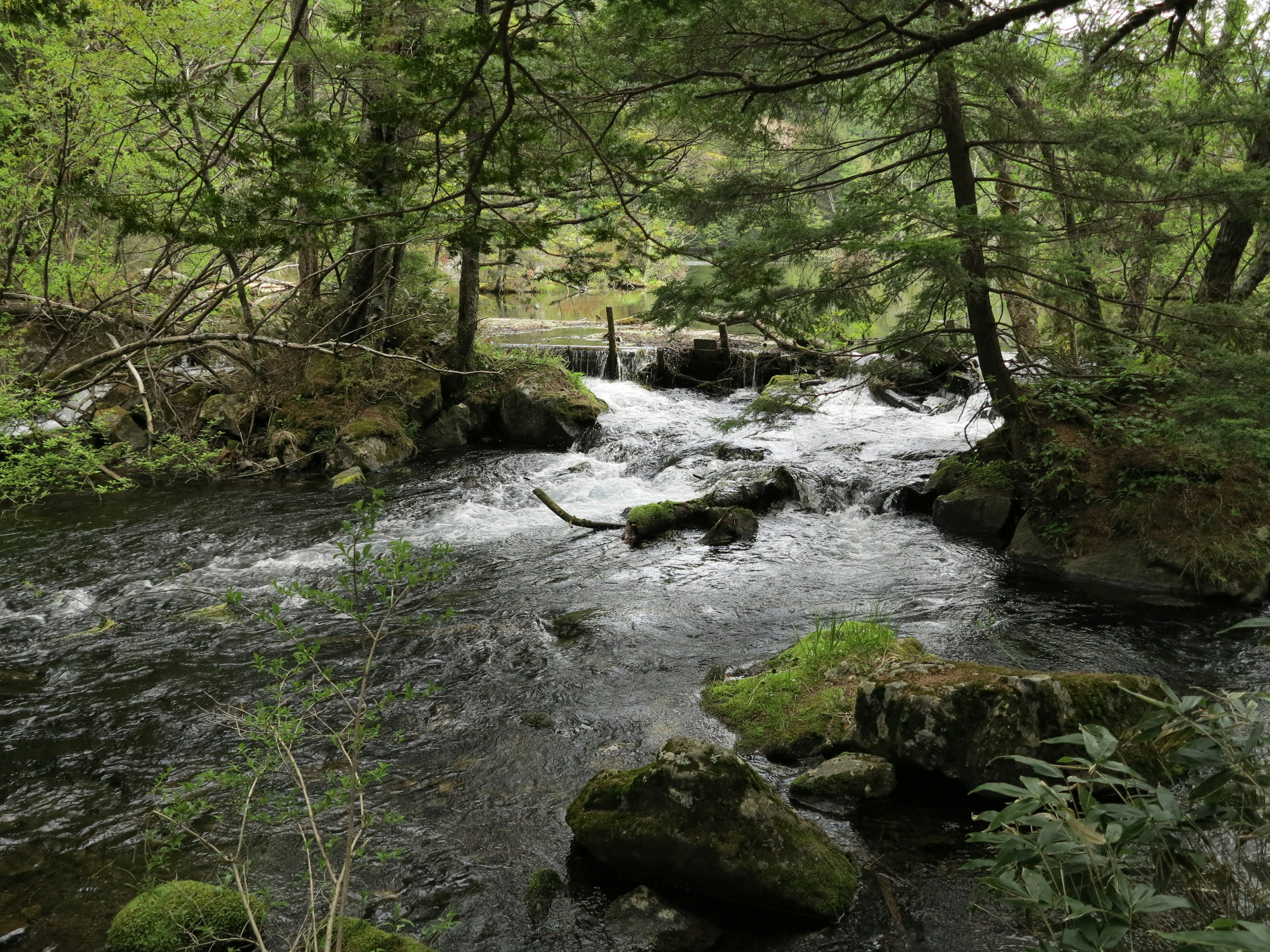 A scenic stream flowing through lush green trees