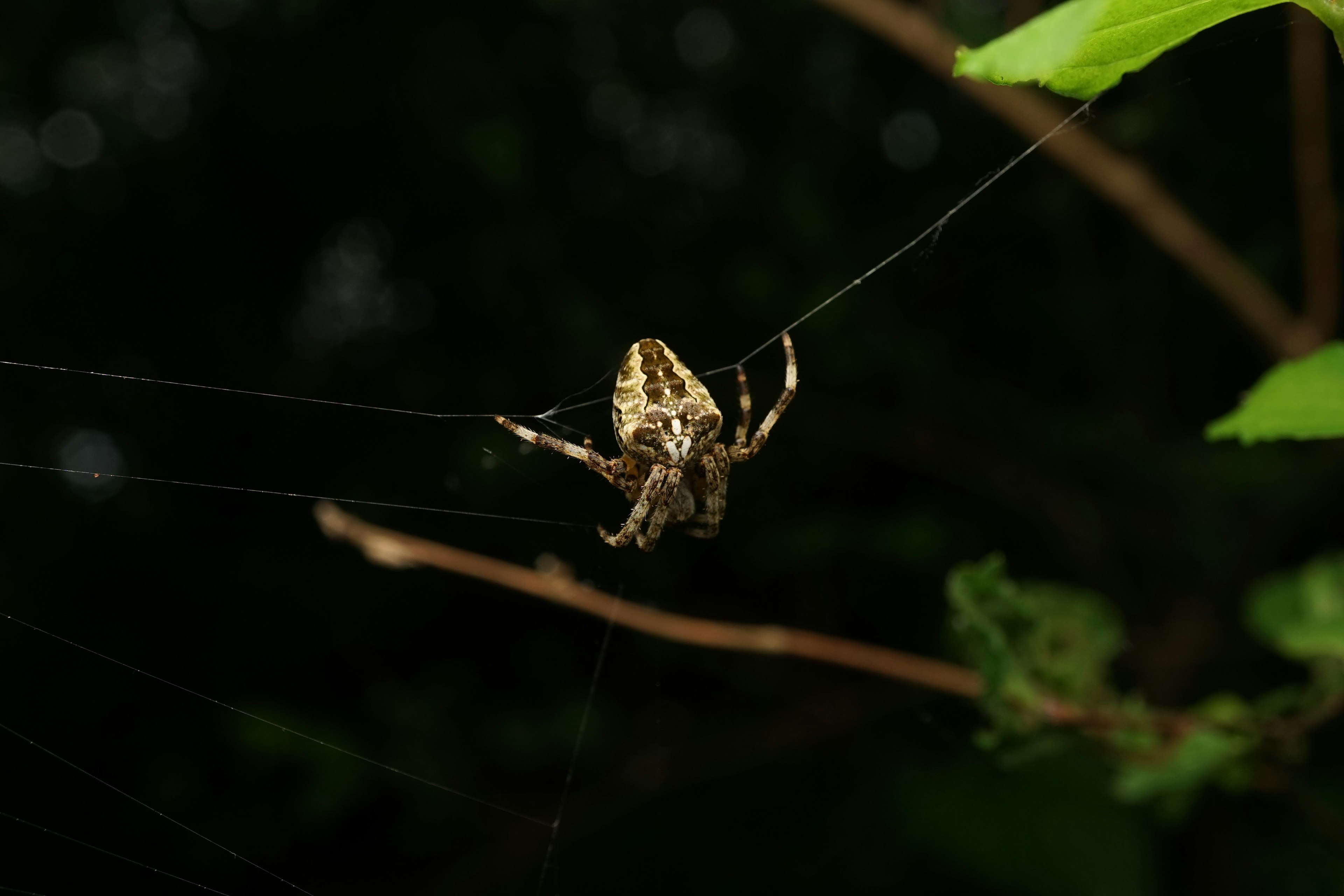 Spinne, die ihr Netz vor einem dunklen grünen Hintergrund webt