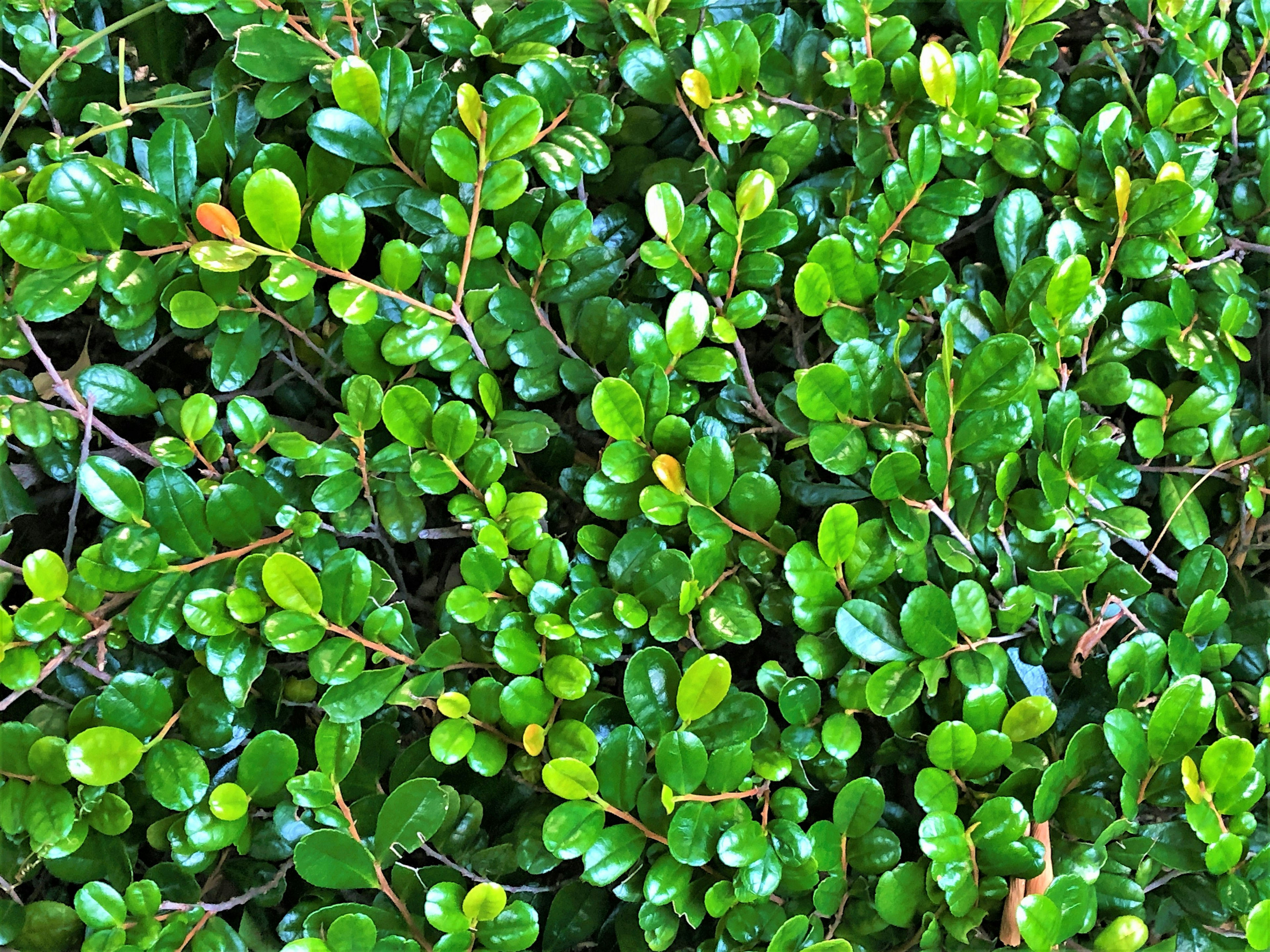 Close-up daun hijau padat pada semak