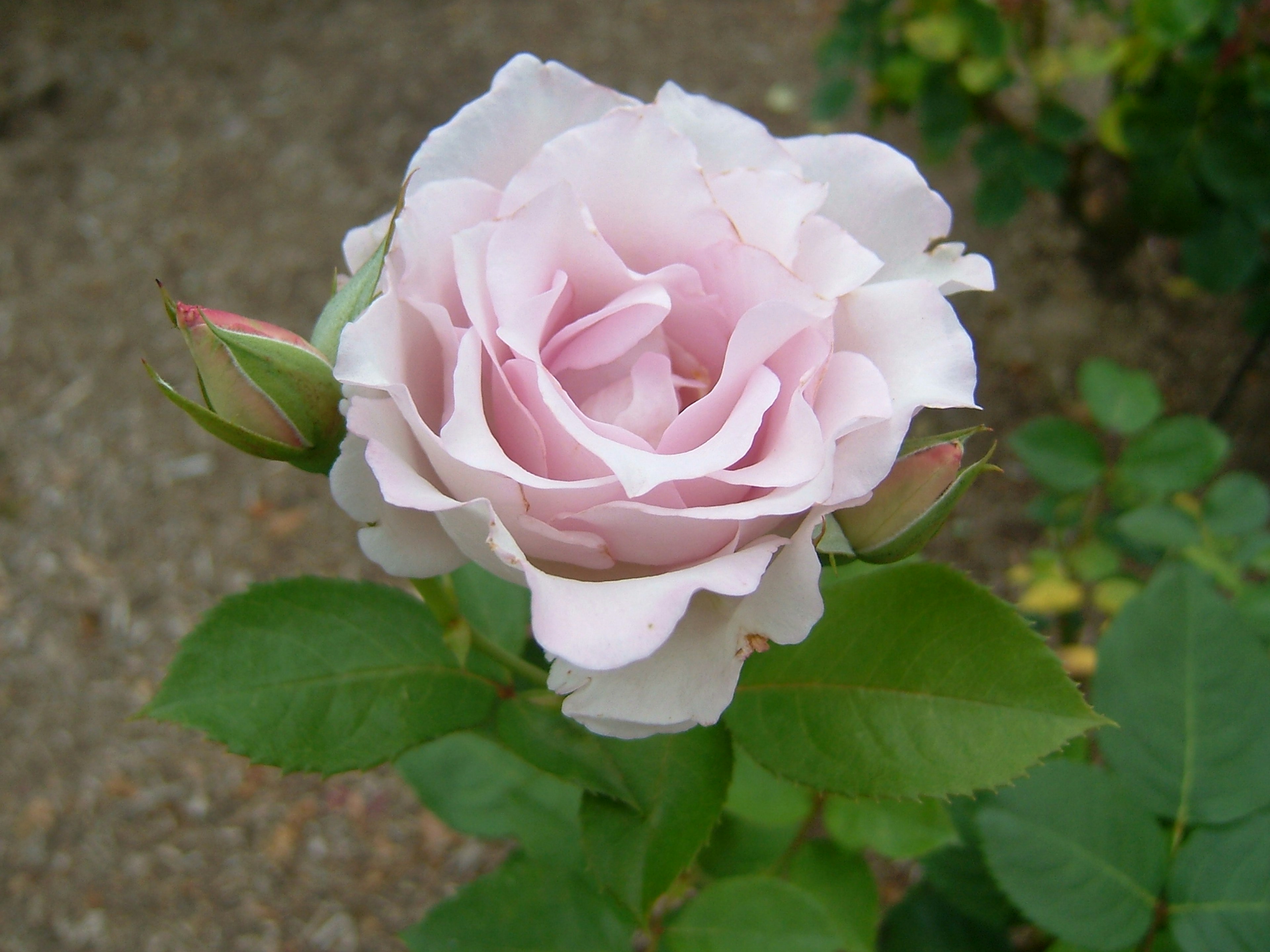 Eine blühende hellrosa Rose mit grünen Blättern