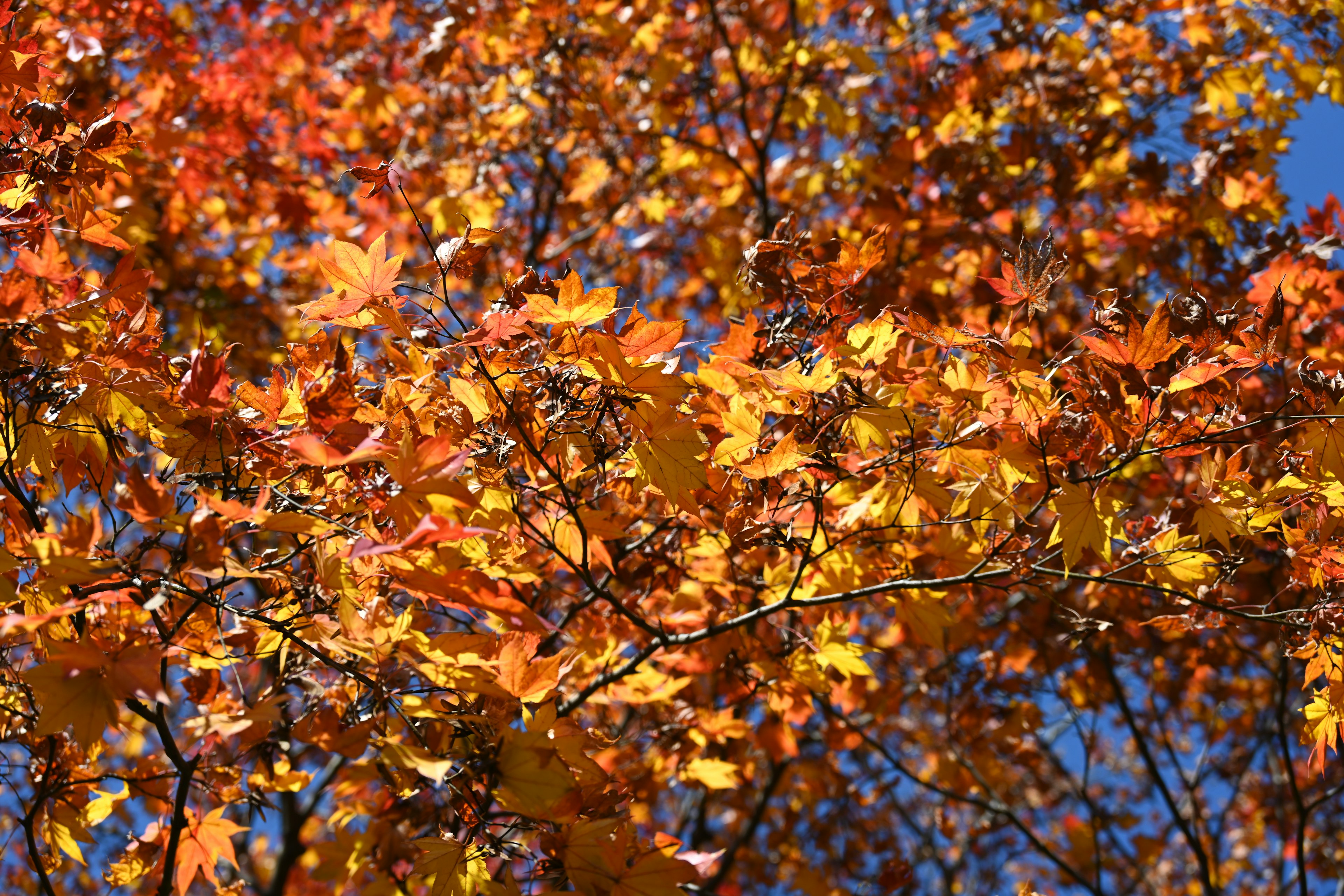 Vibrant autumn leaves in shades of orange and yellow against a clear blue sky