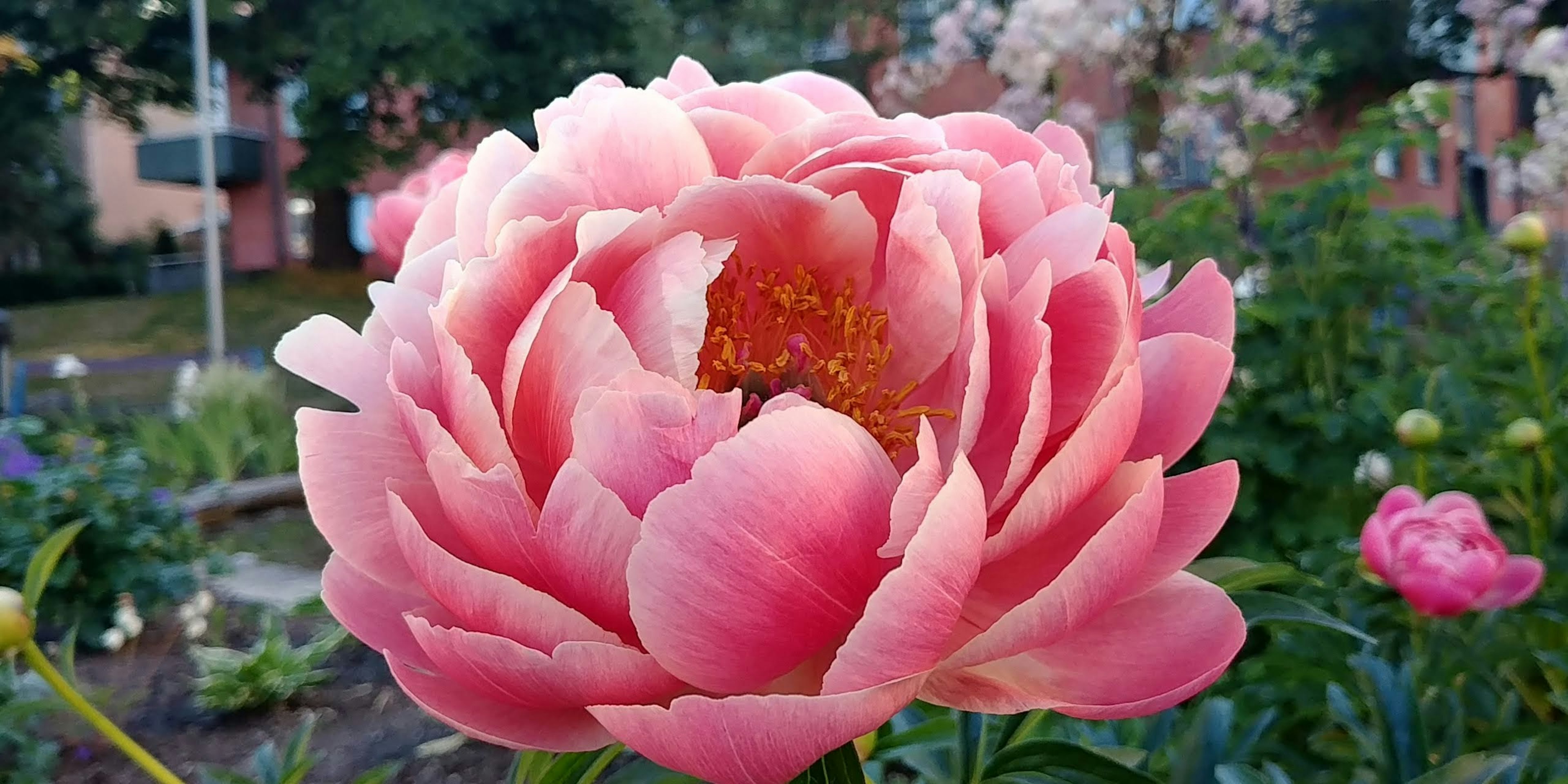 Primo piano di un bellissimo fiore di peonia con petali rosa