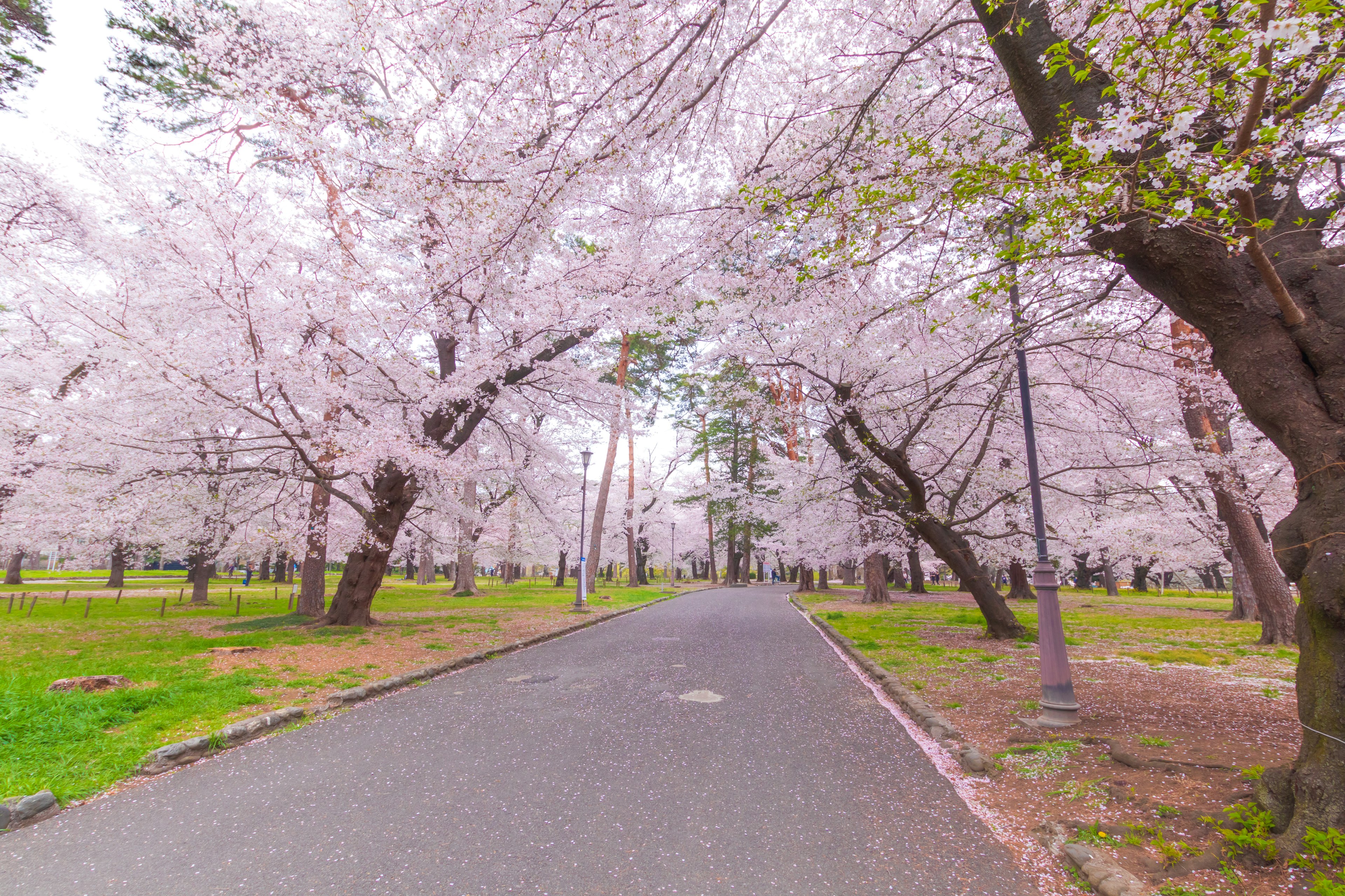 A serene pathway lined with cherry blossom trees