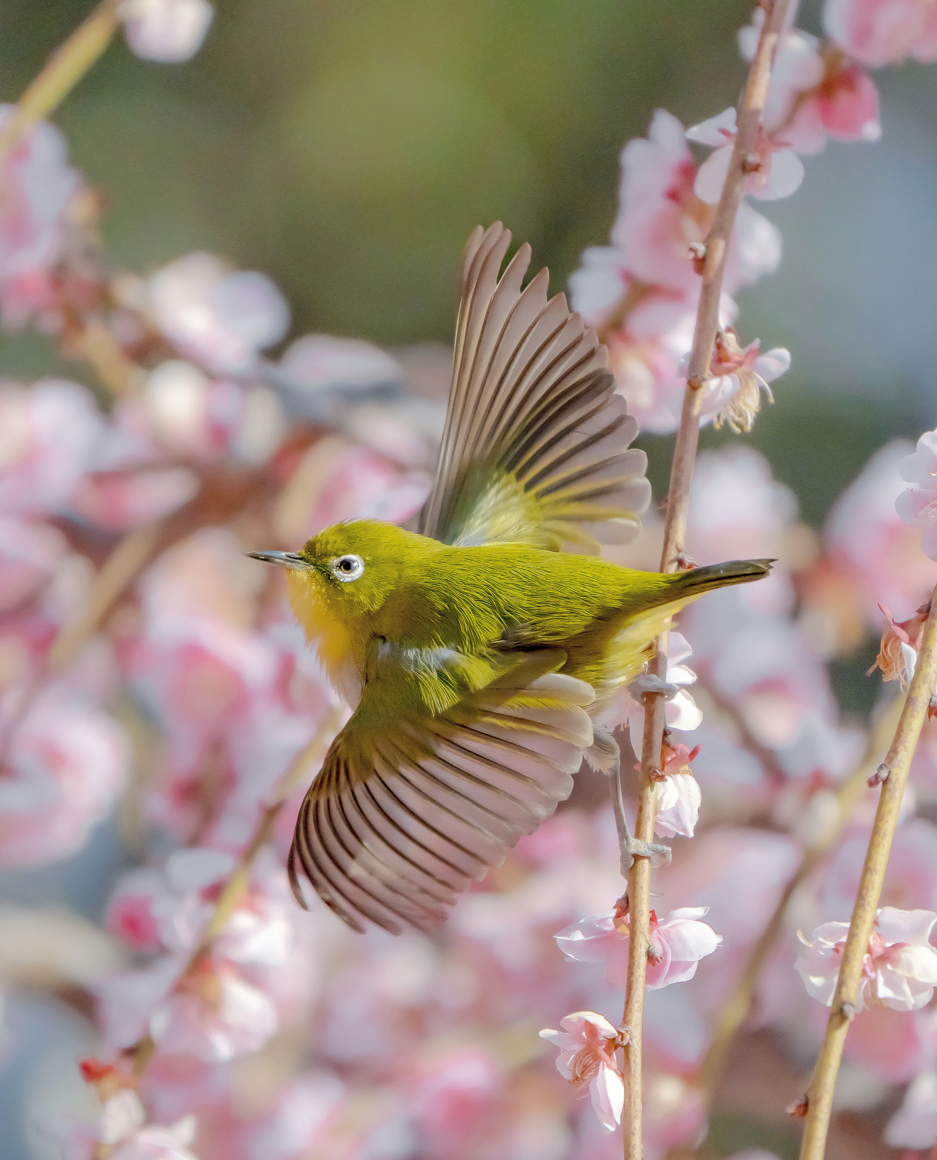 A beautiful yellow bird flying among cherry blossoms