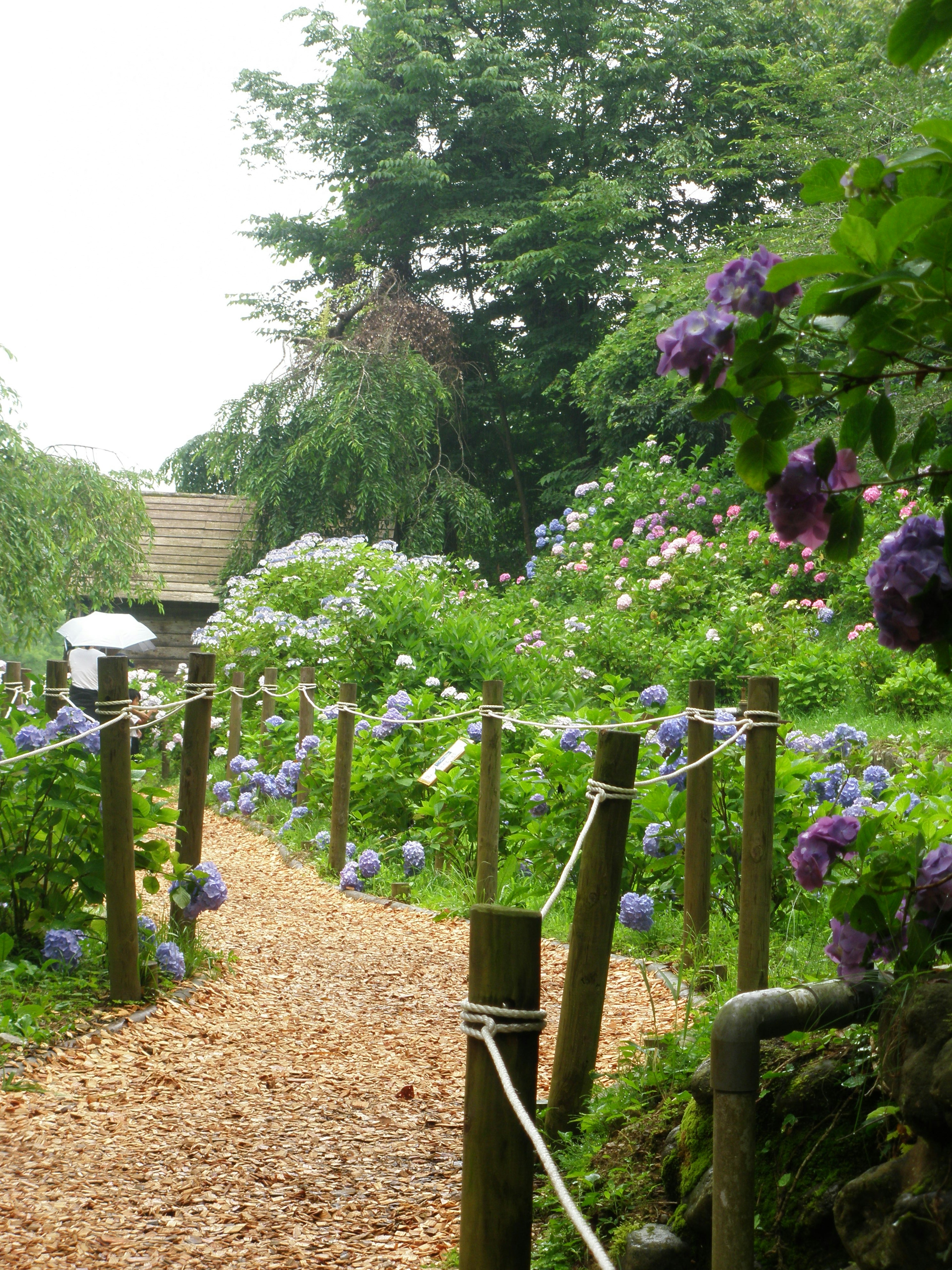 A pathway lined with hydrangeas in a lush garden setting