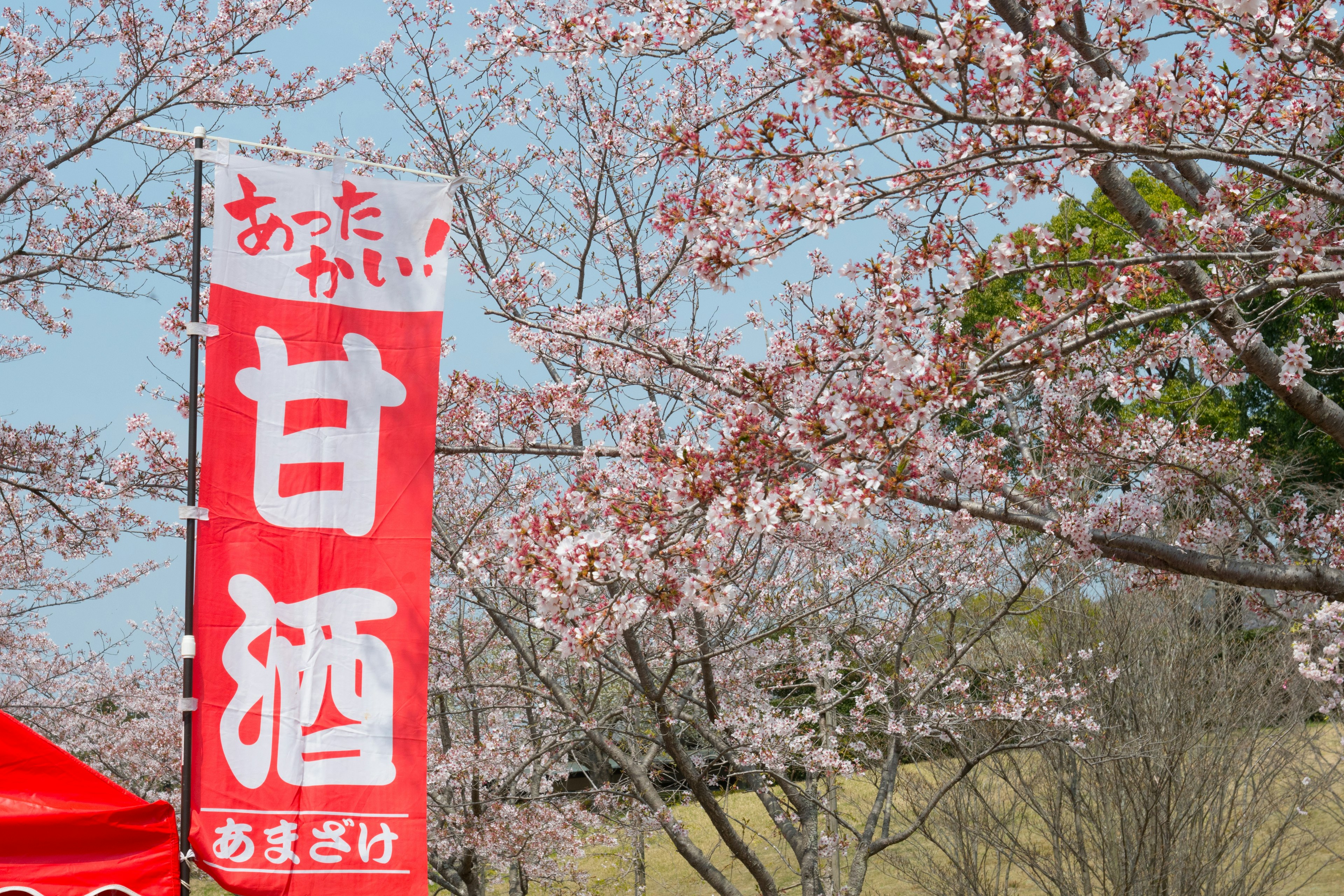 桜の木の下に甘酒の看板が立っている春の風景