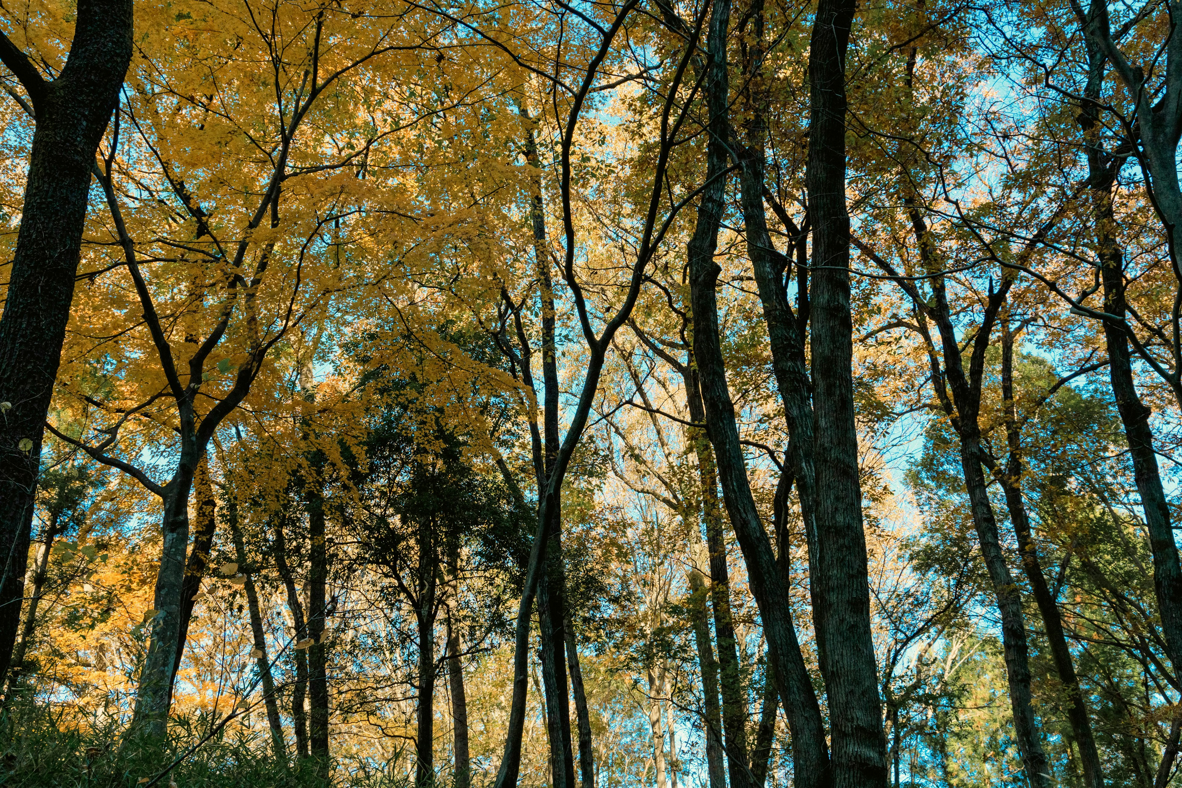 Hutan pohon dengan daun kuning di bawah langit biru