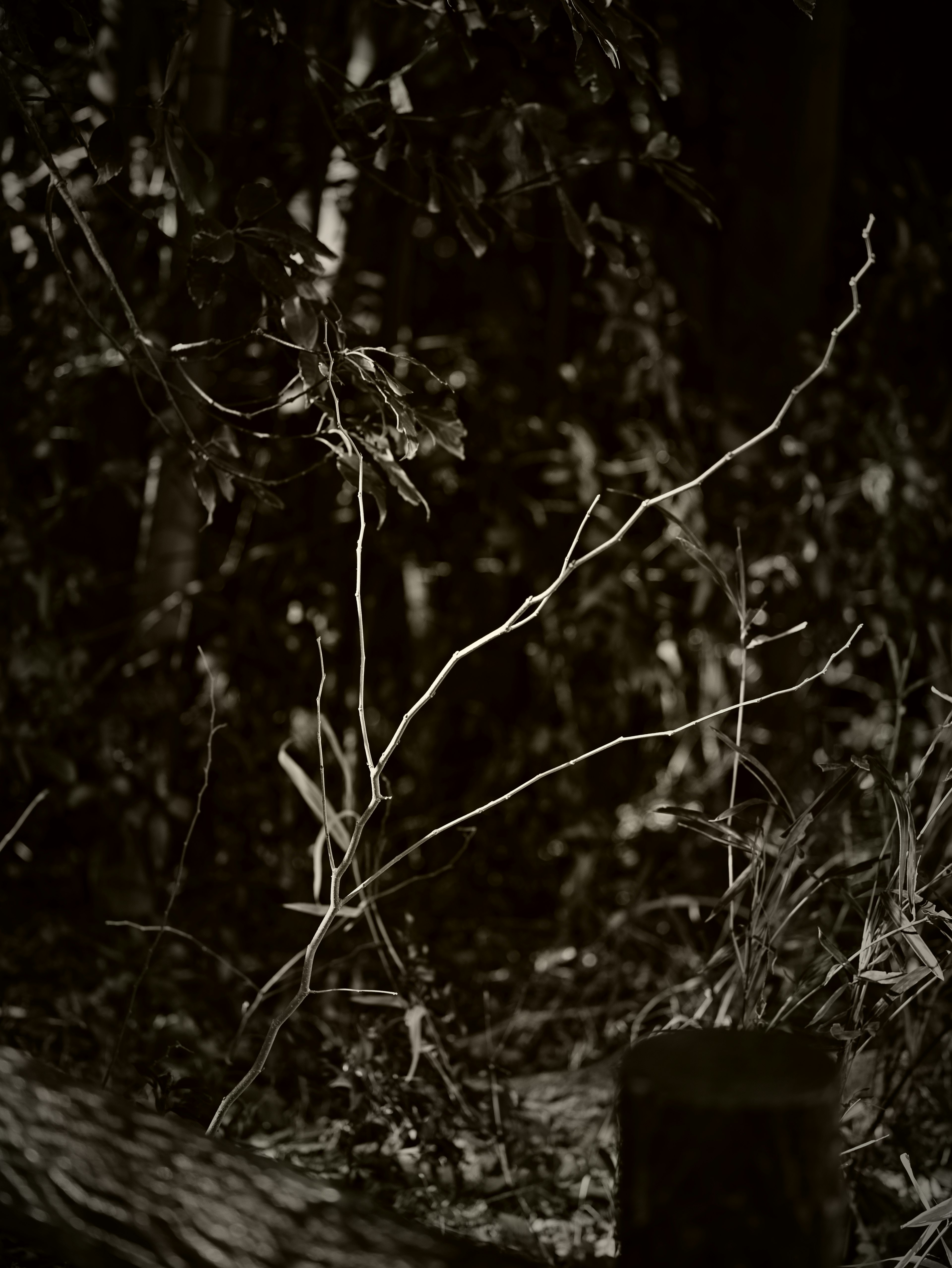 Thin branches and leafy plants standing in a dark forest