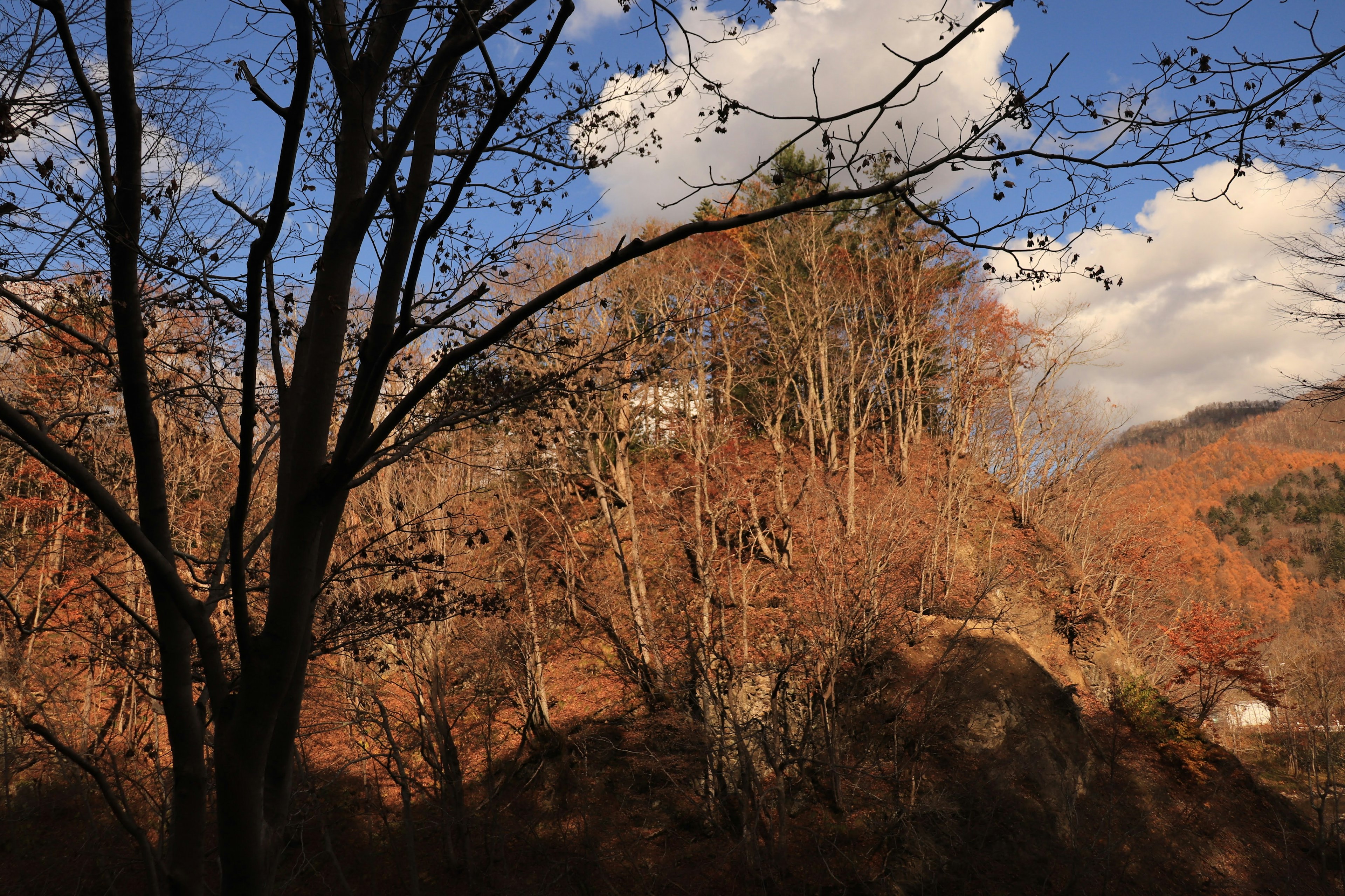 Autumn forest landscape with blue sky