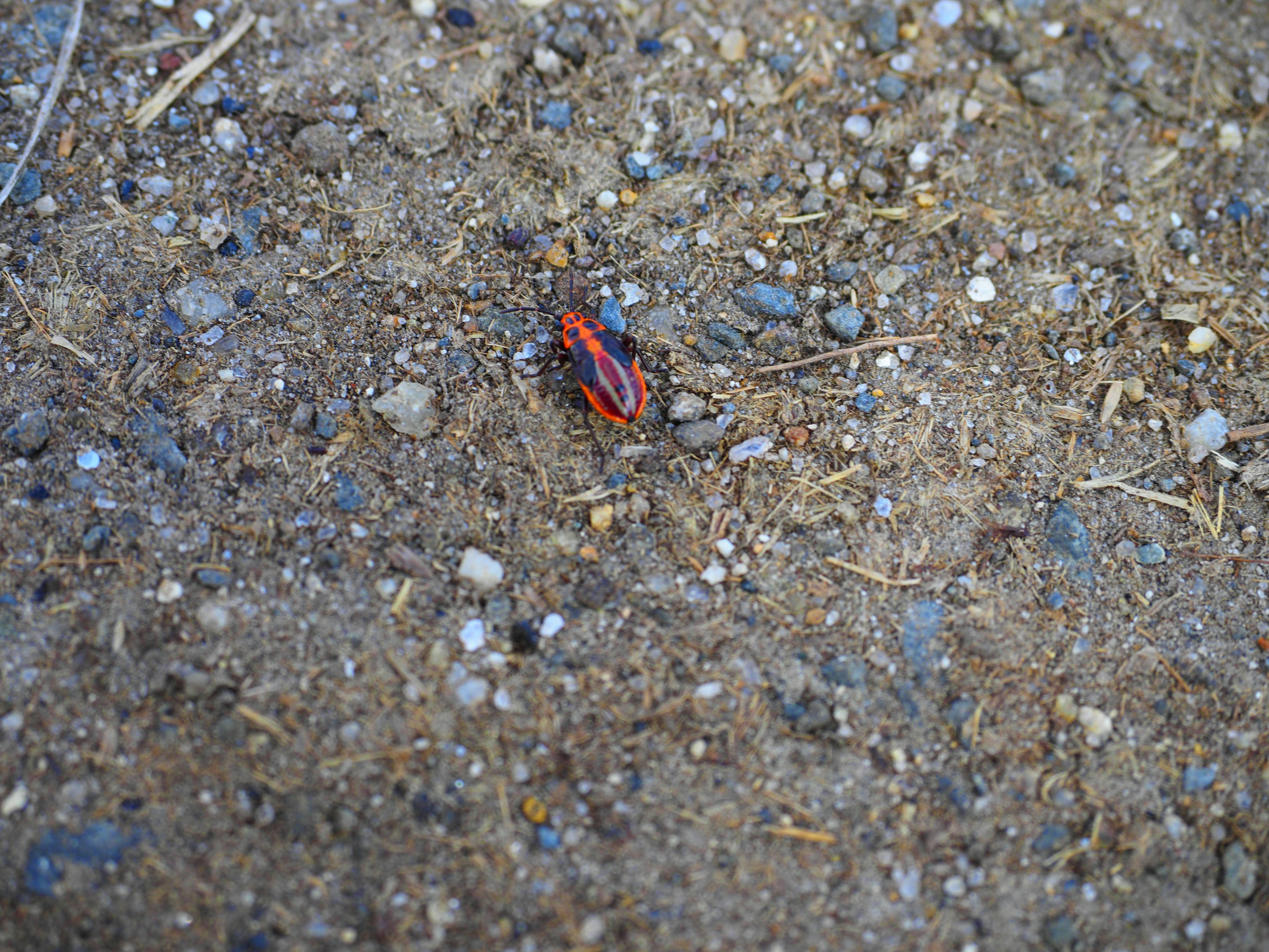 Un pequeño insecto rojo en el suelo