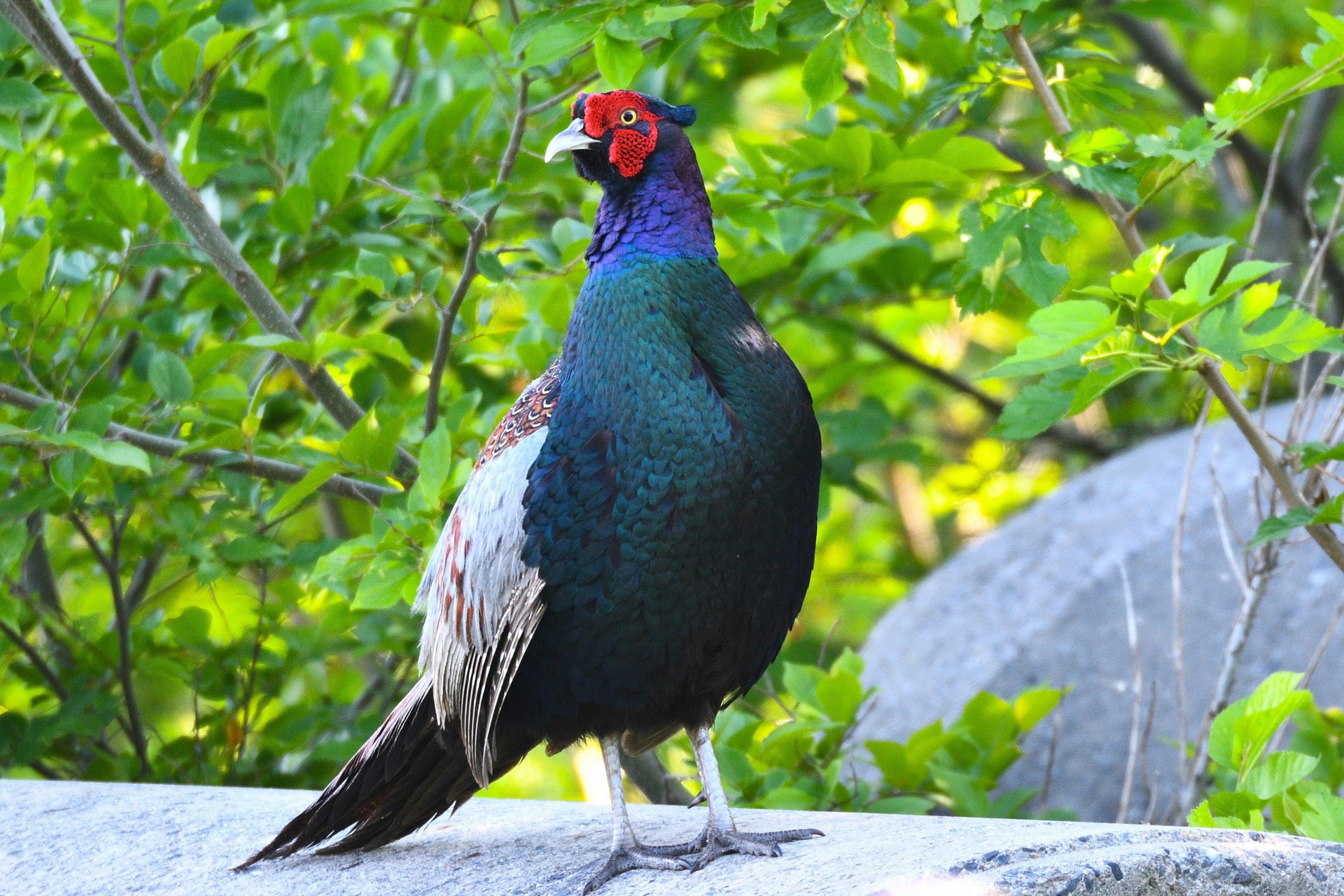 A vibrant male pheasant standing on a rock surrounded by green leaves