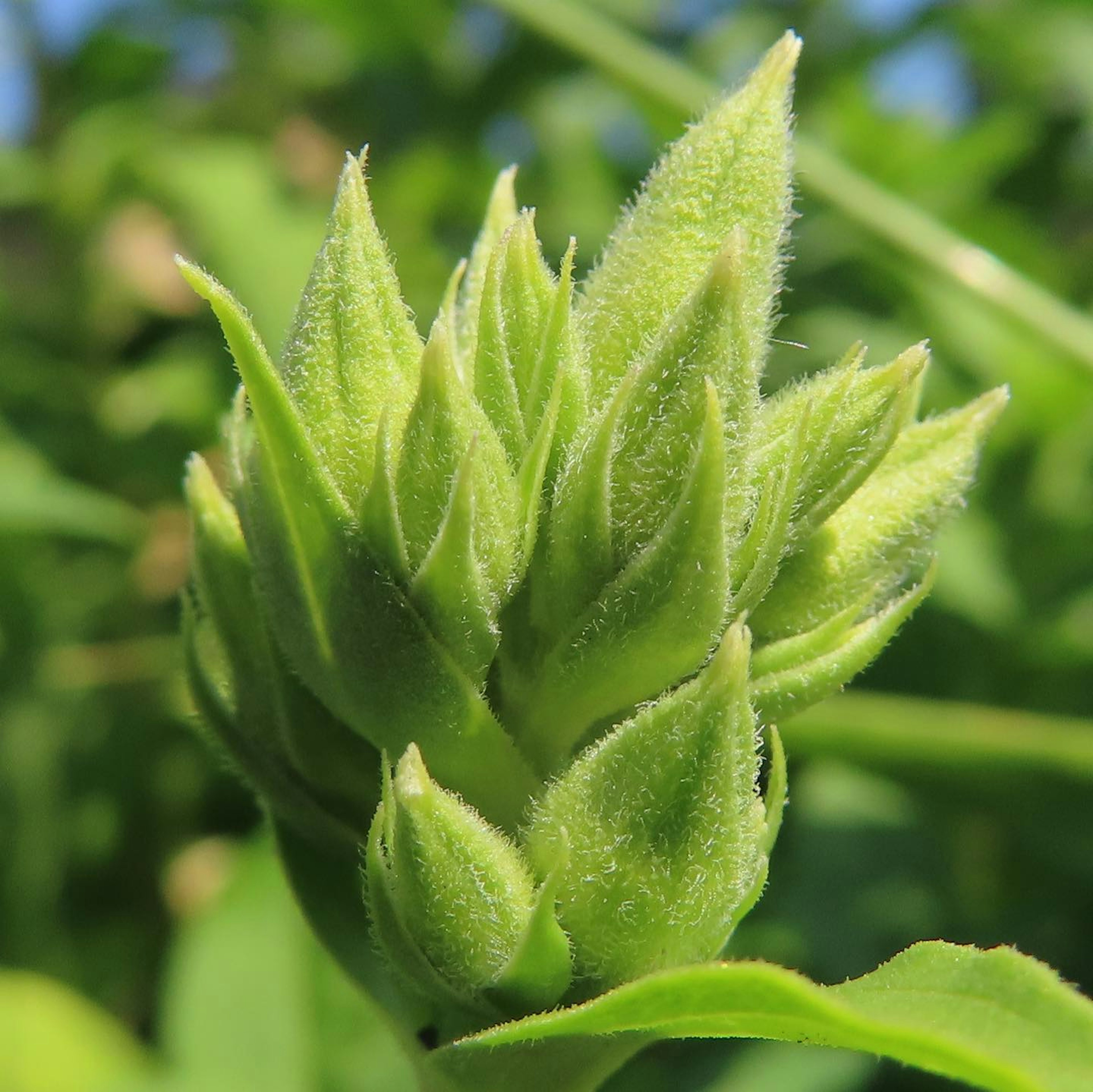 Primo piano di un germoglio verde con foglie appuntite