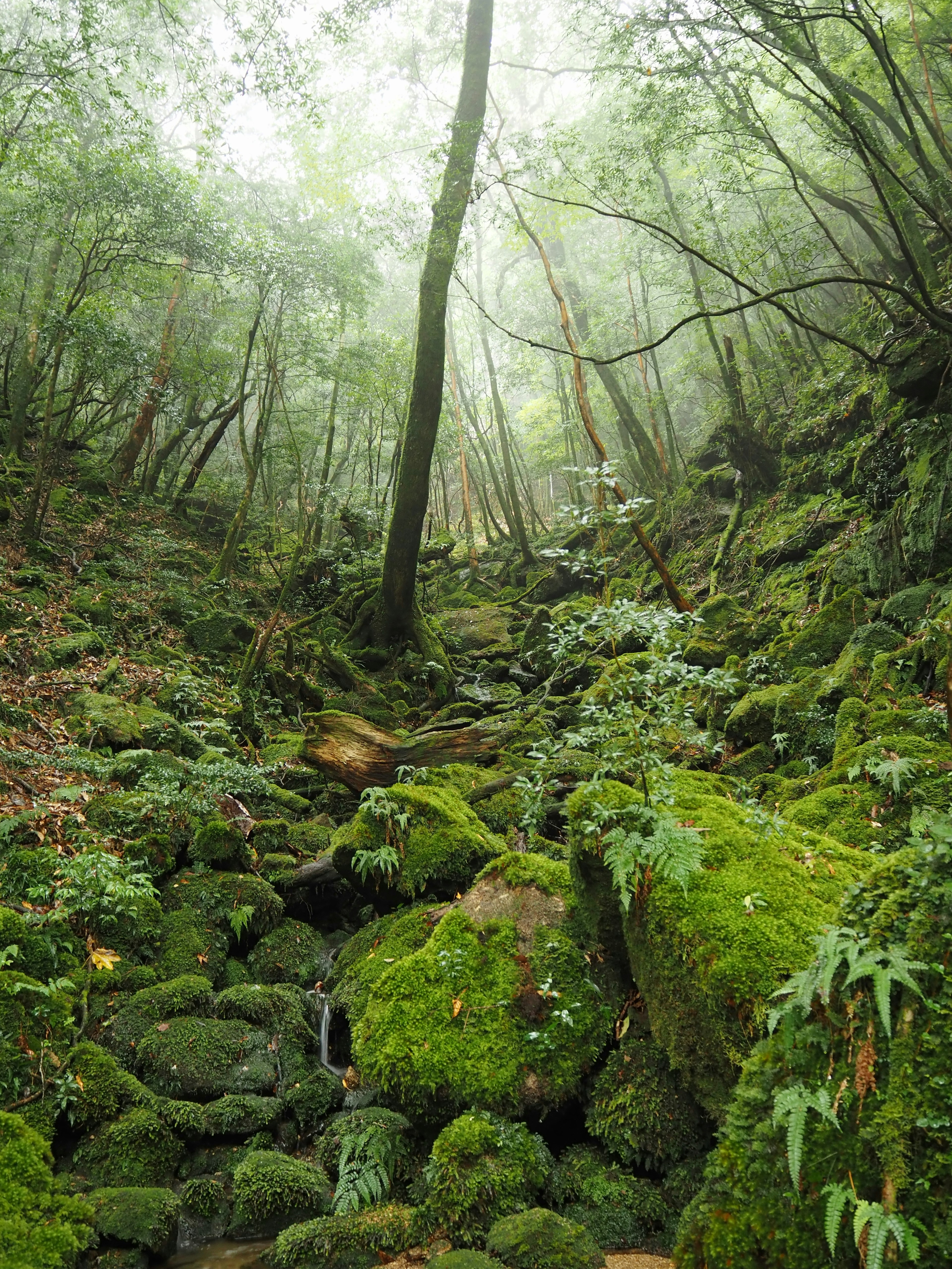 Rocce coperte di muschio verde e alberi in una foresta nebbiosa