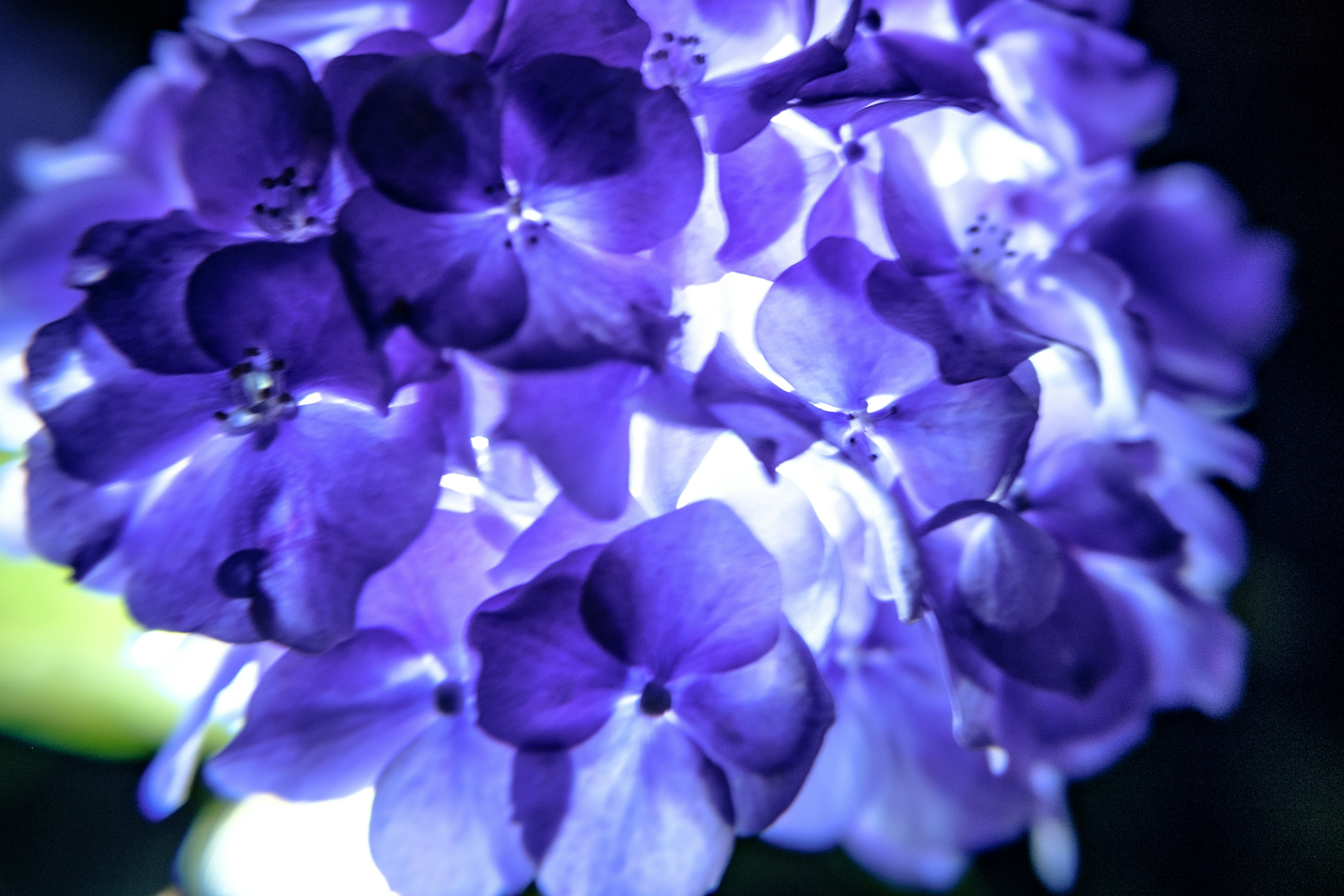 Cluster of purple flowers illuminated with bright light