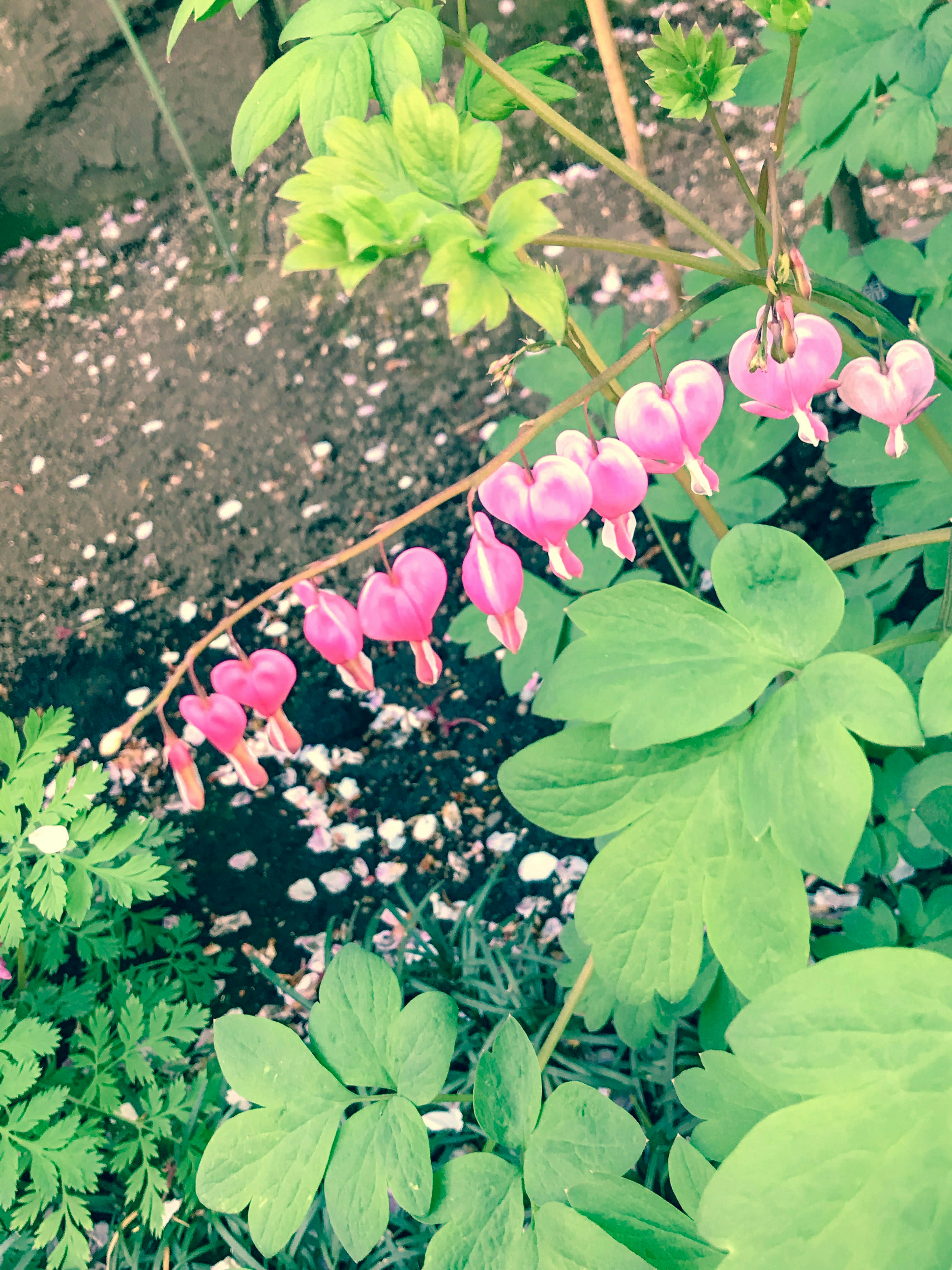 ピンクのハート形の花が咲く植物のクローズアップ 緑の葉に囲まれた花の茎