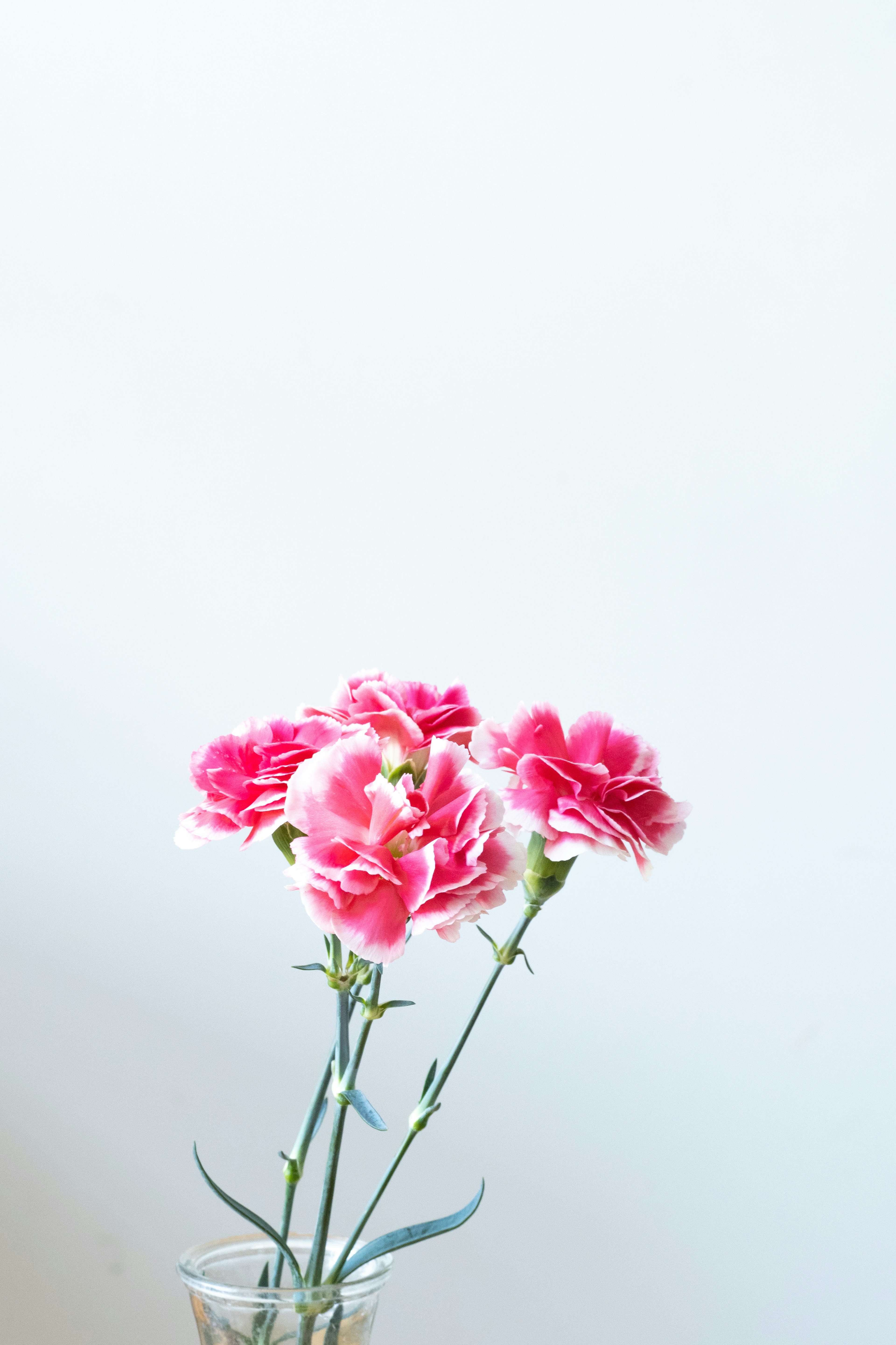 Des œillets roses disposés dans un vase transparent sur fond blanc