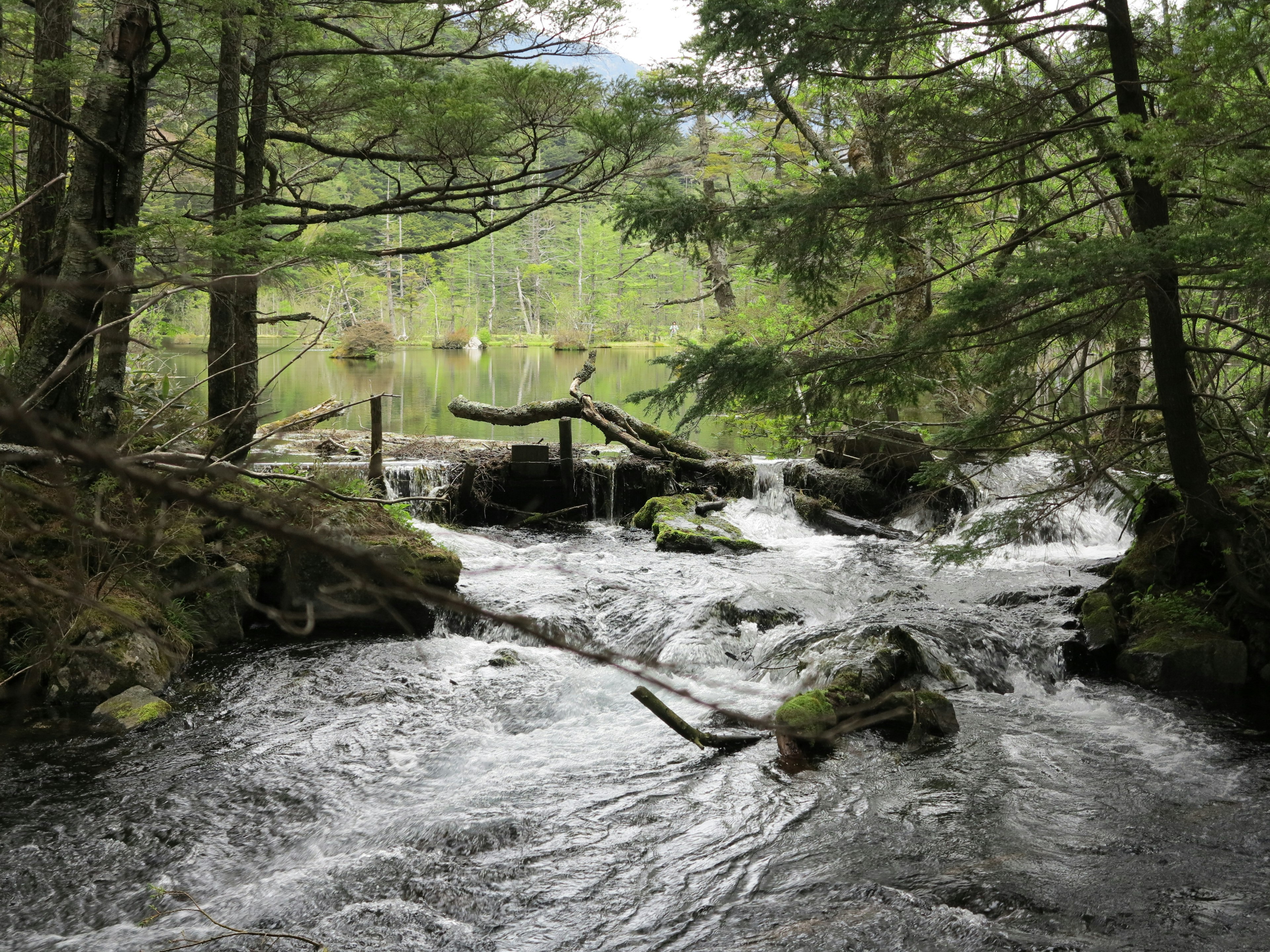 Malerscher Blick auf einen fließenden Fluss in einem üppigen Wald