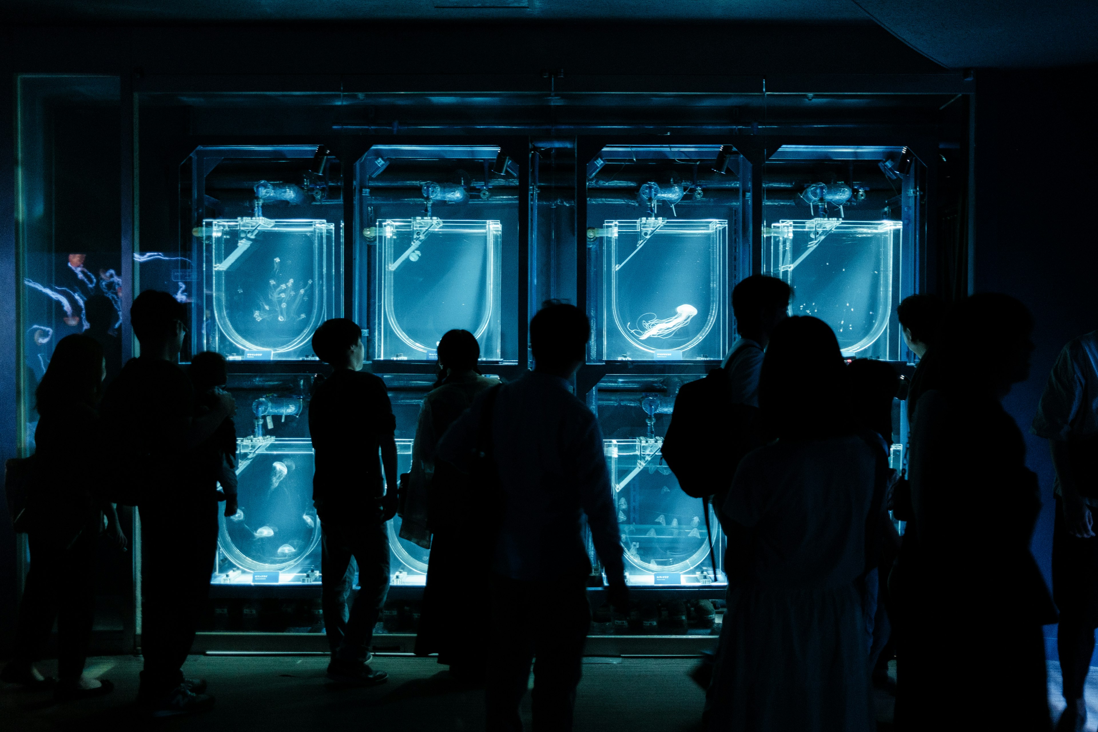 Silhouettes of people standing in front of illuminated aquariums