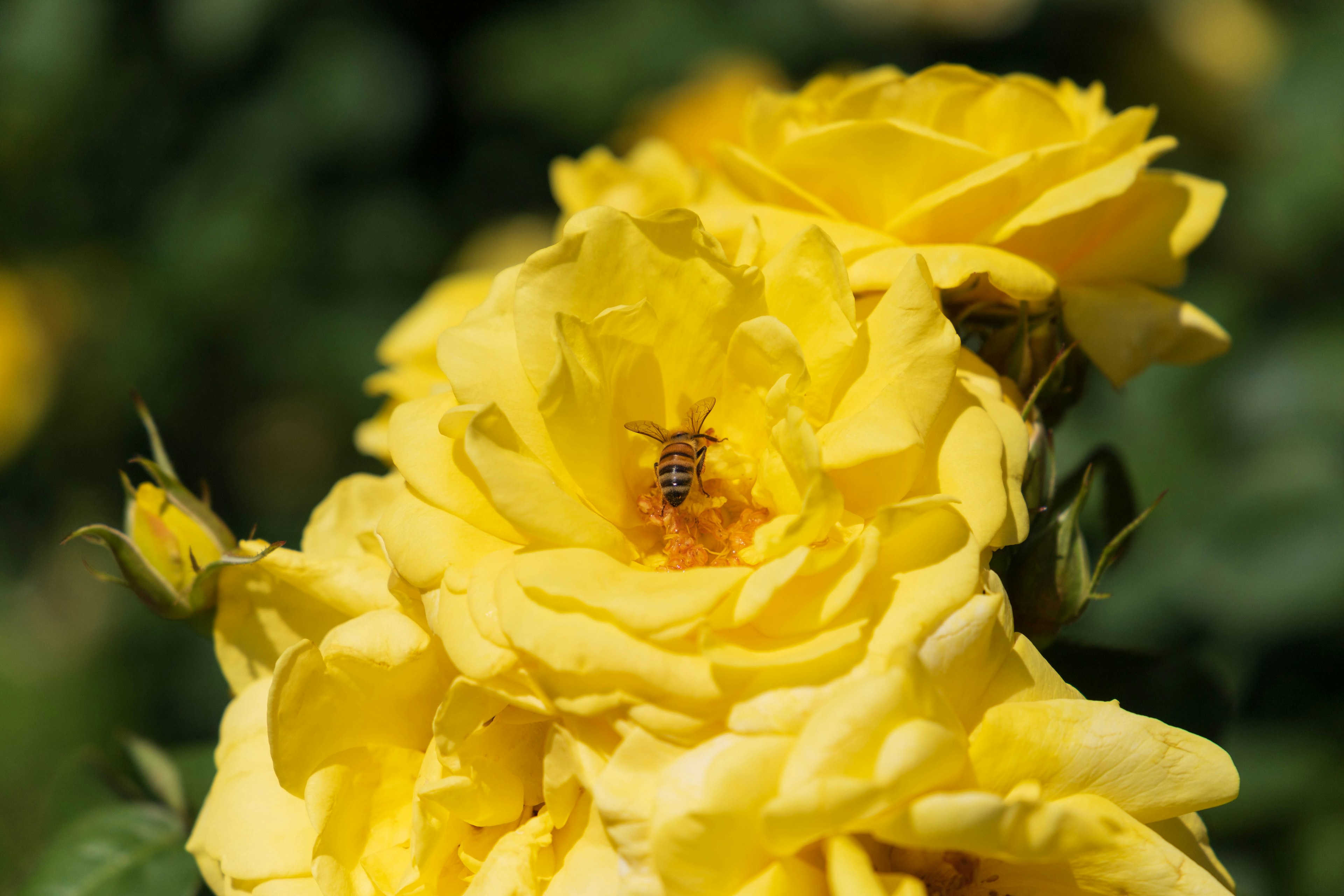 Bee inside vibrant yellow rose flowers