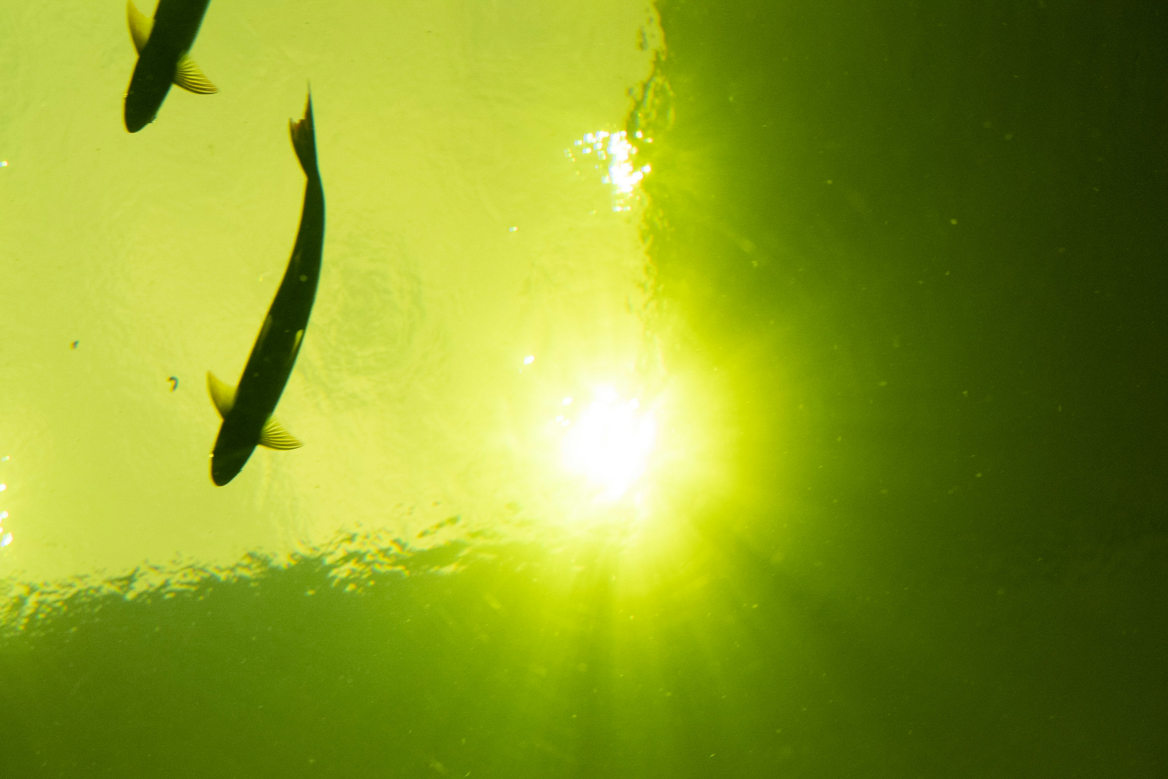 Peces nadando en agua verde con luz brillante