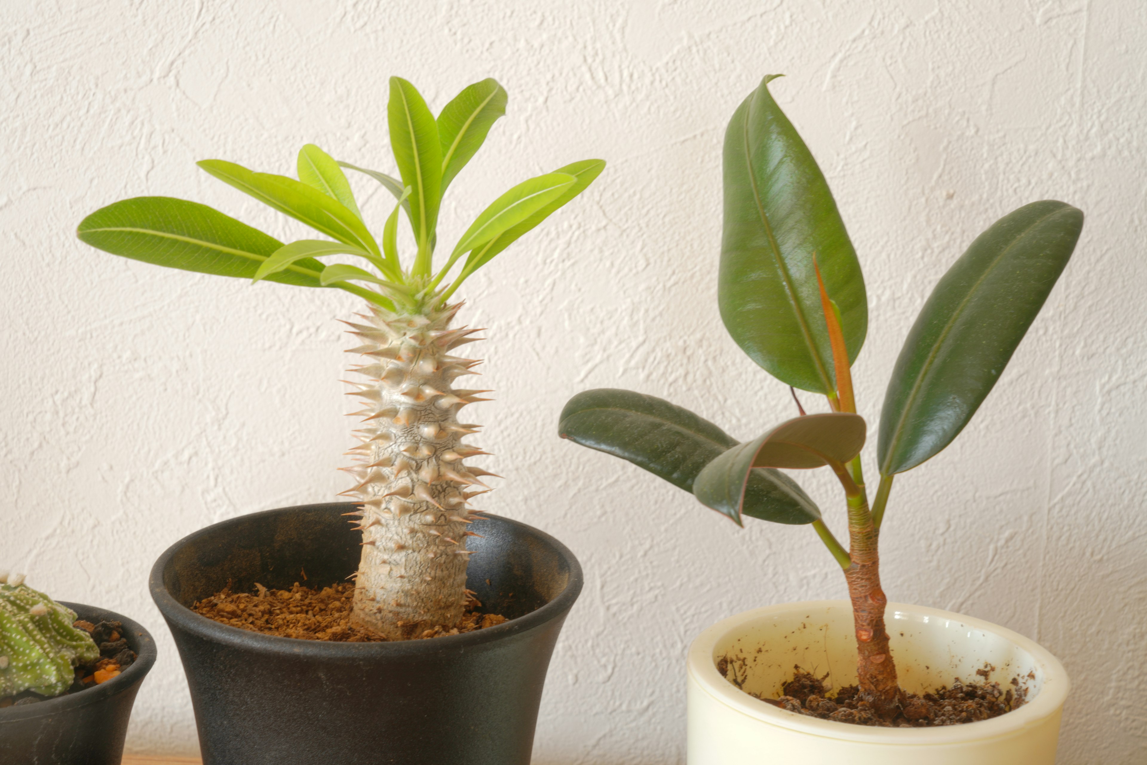 Une photo de plantes succulentes et de plantes d'intérieur en pots