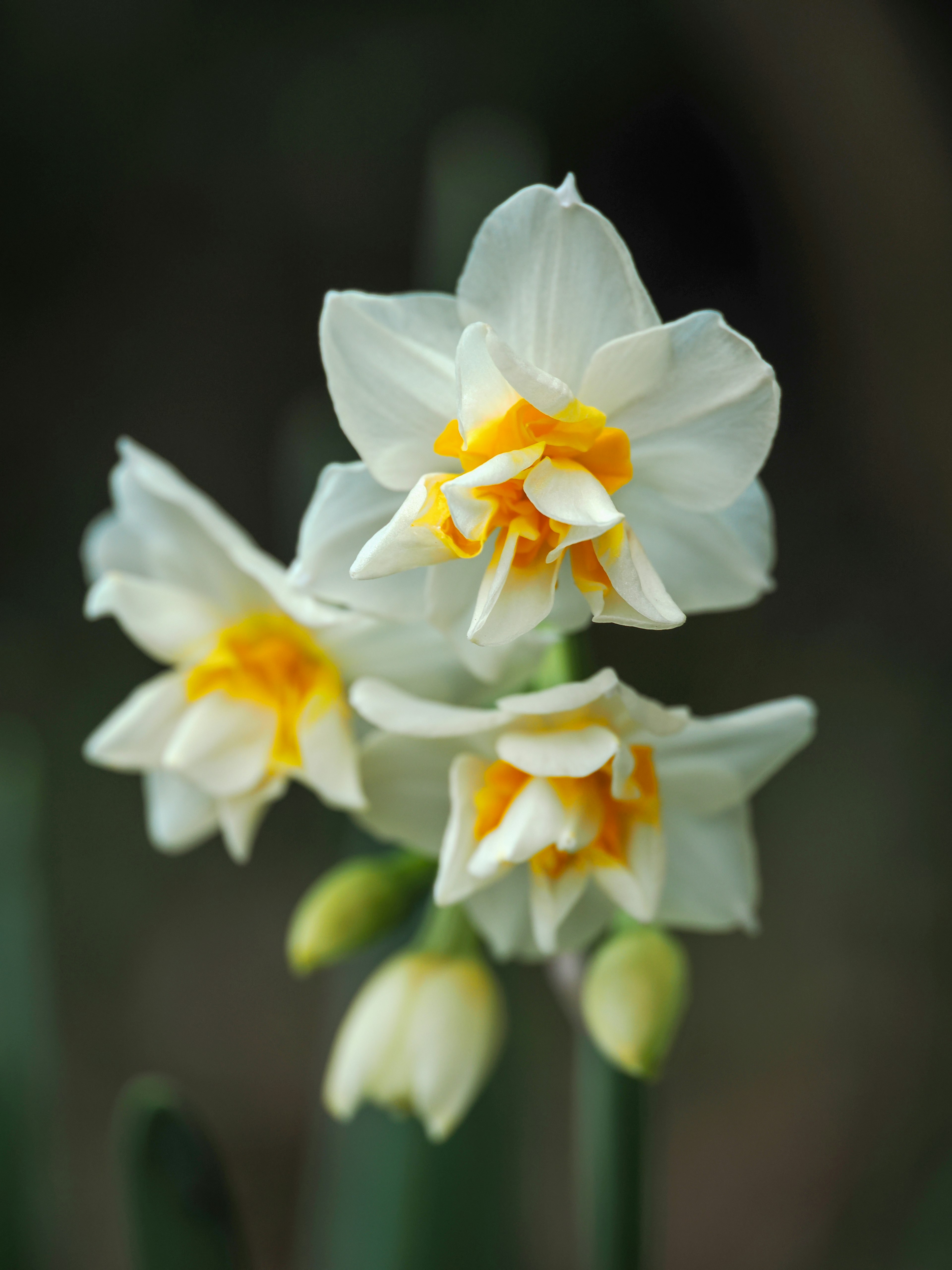 Close-up of white daffodil flowers with distinct yellow centers