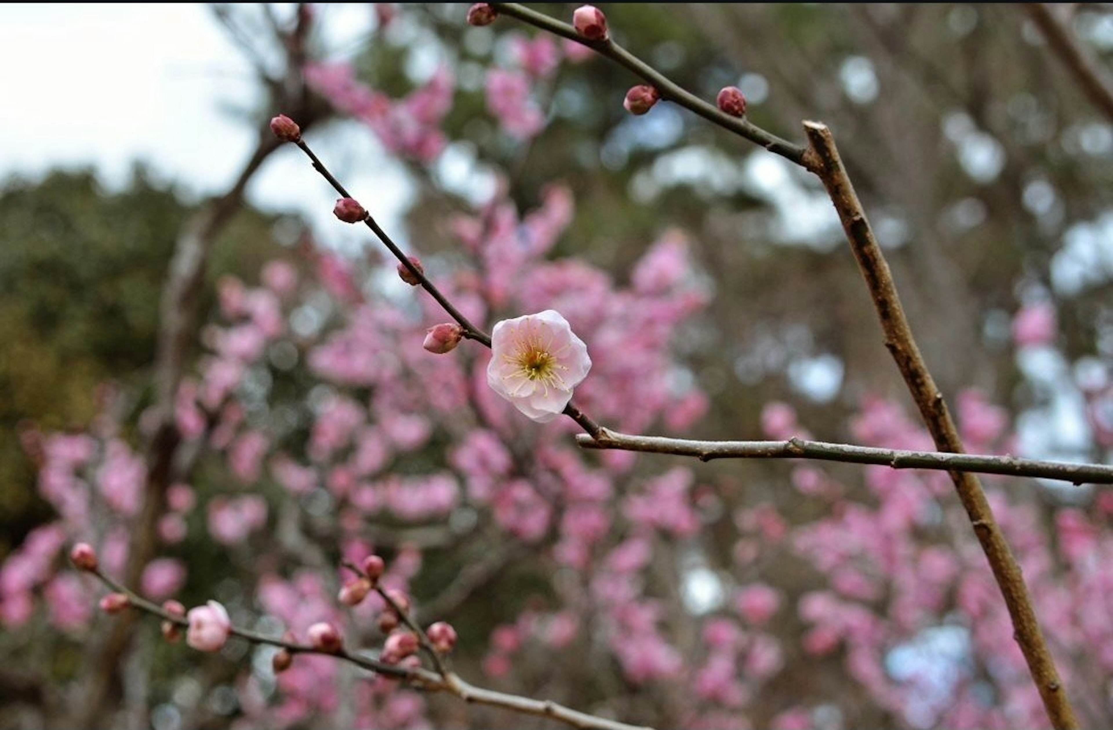 Nahaufnahme eines Zweigs mit Pflaumenblüten und verschwommenen rosa Blüten im Hintergrund