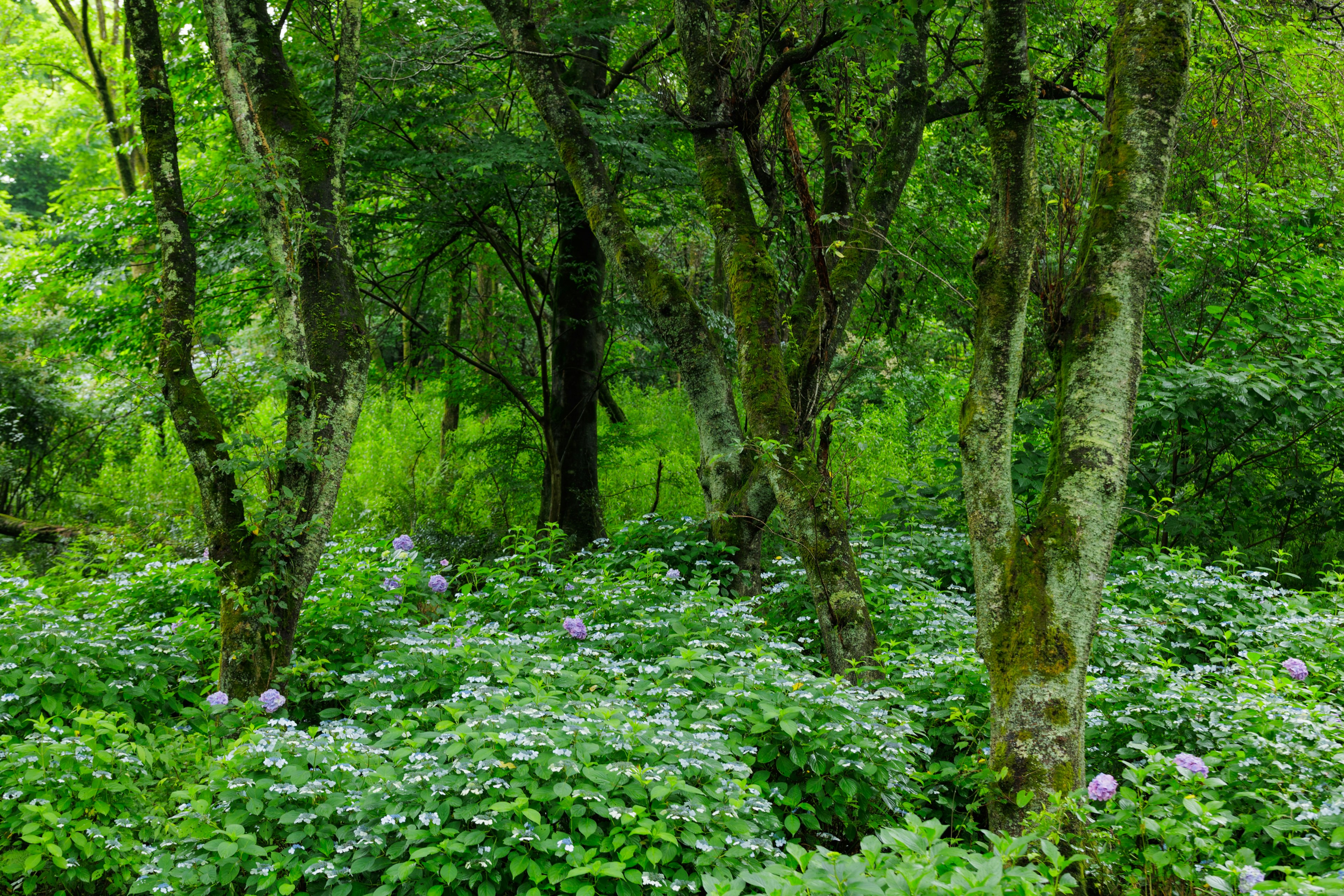 Üppiger grüner Wald mit Bäumen und Blumenansammlungen