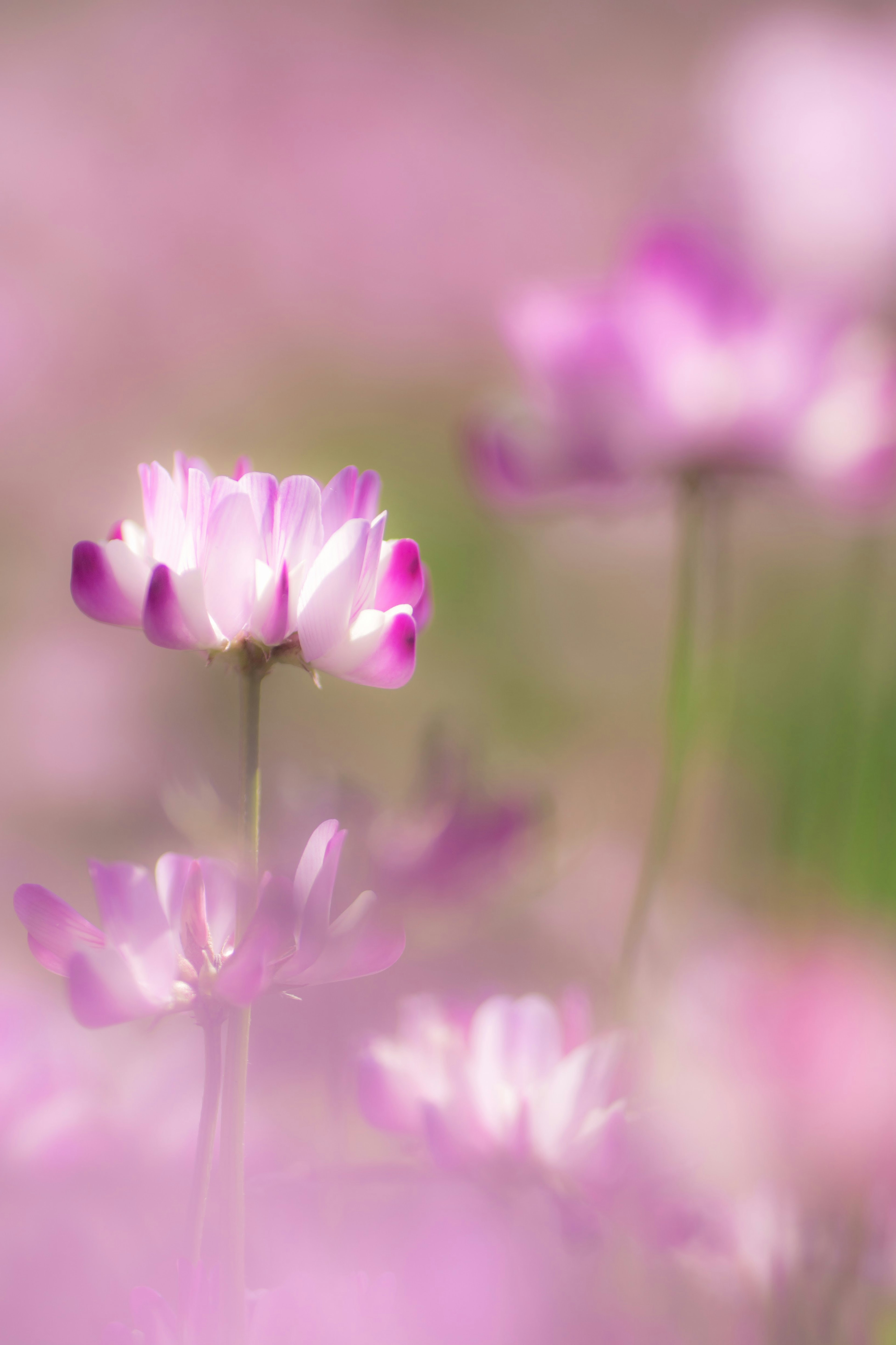 ピンクの花がぼんやりとした背景の中で咲いている様子