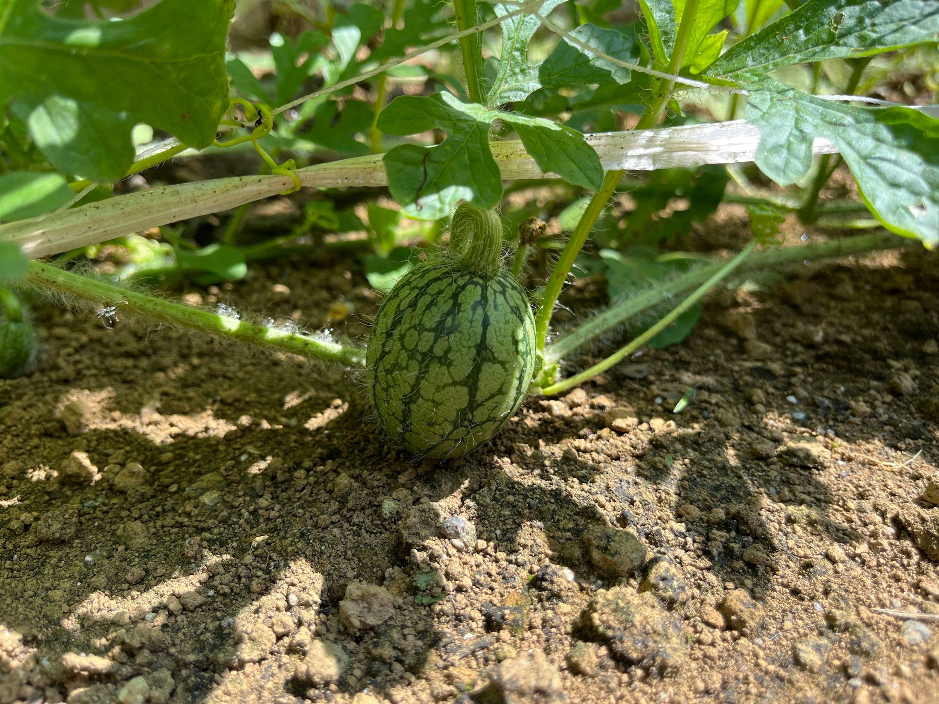 A small watermelon growing on the ground surrounded by leaves