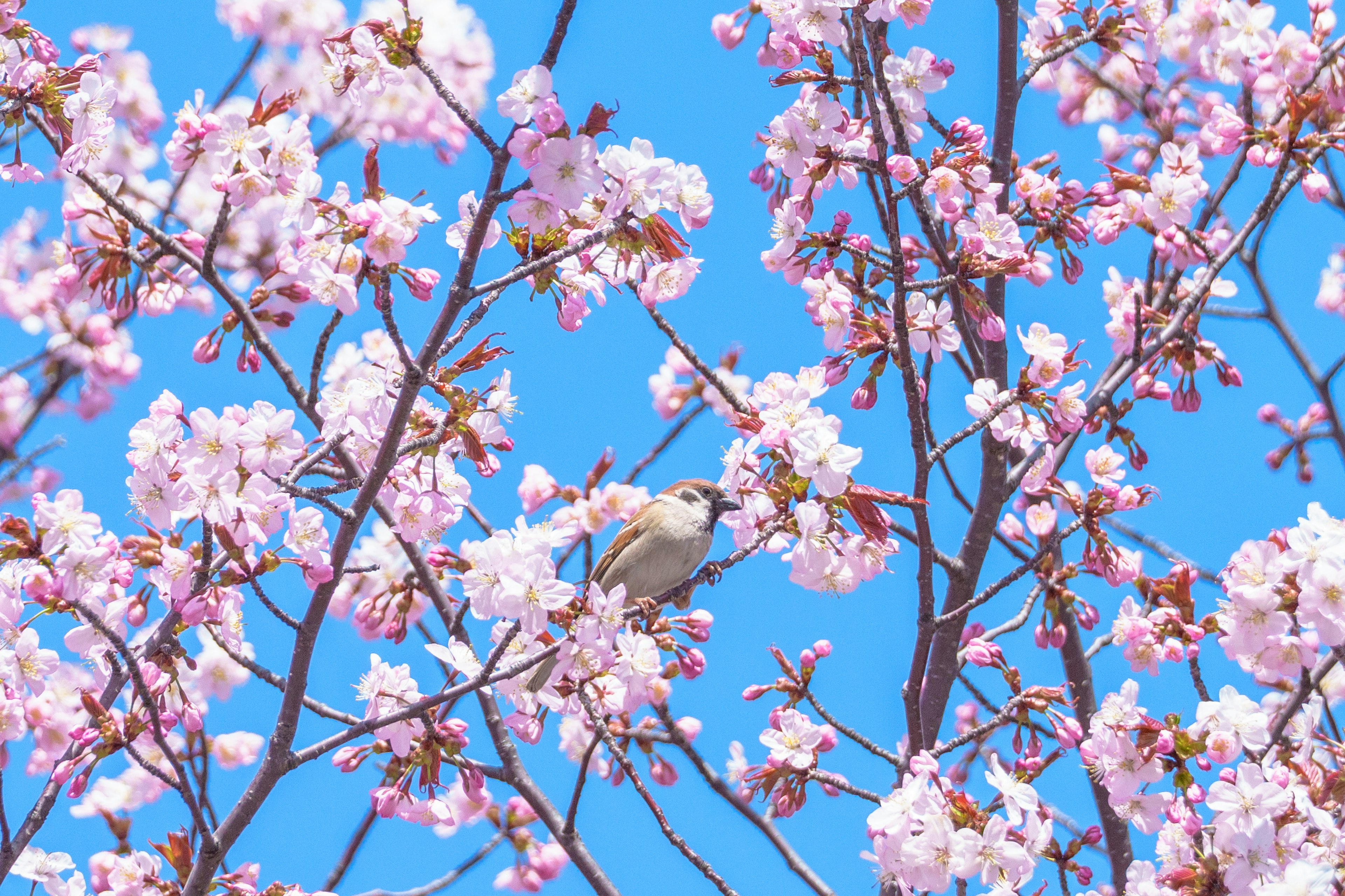 Ein kleiner Vogel zwischen Kirschblüten vor einem blauen Himmel