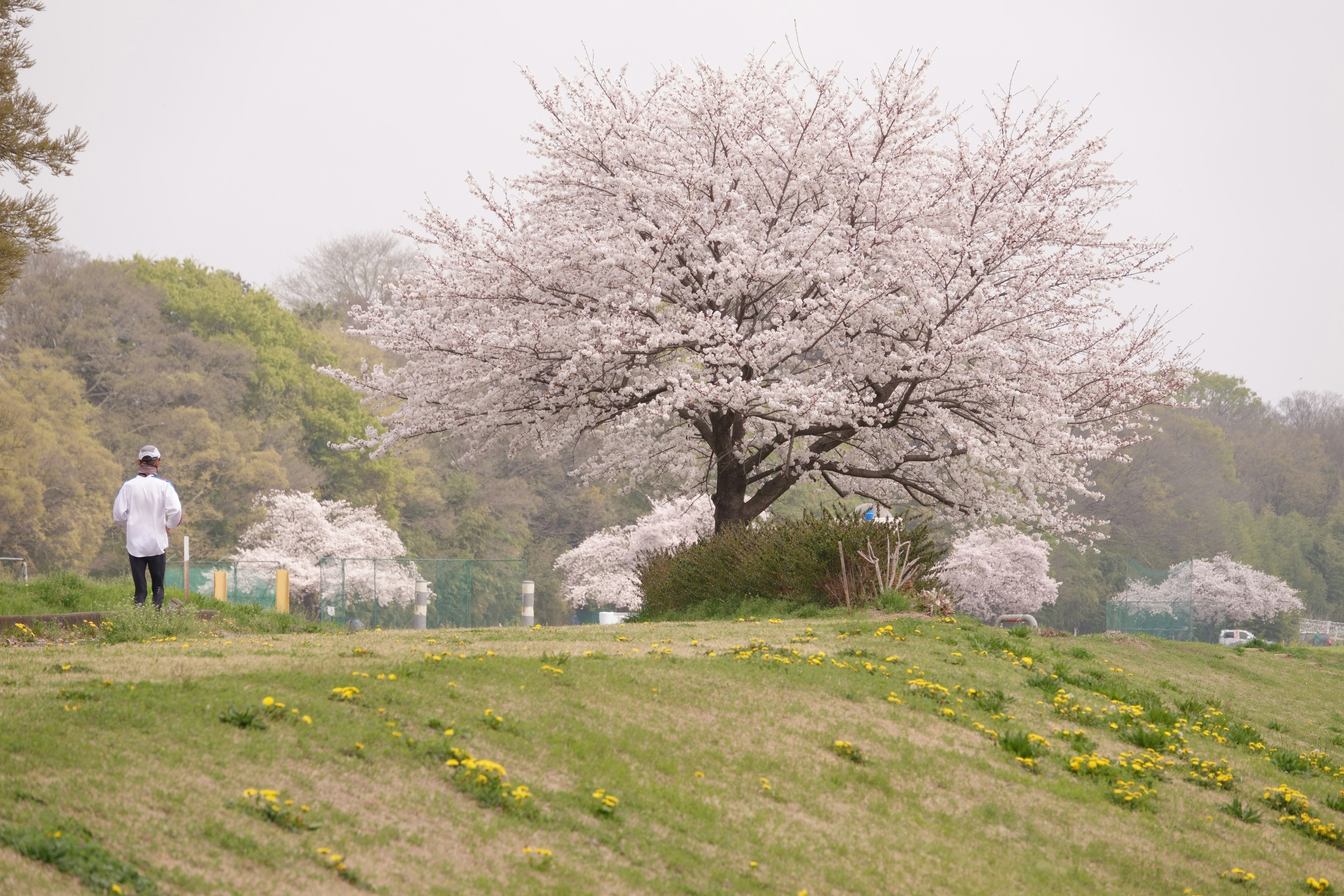 ทิวทัศน์สวนสาธารณะที่มีต้นซากุระบานและคนเดิน