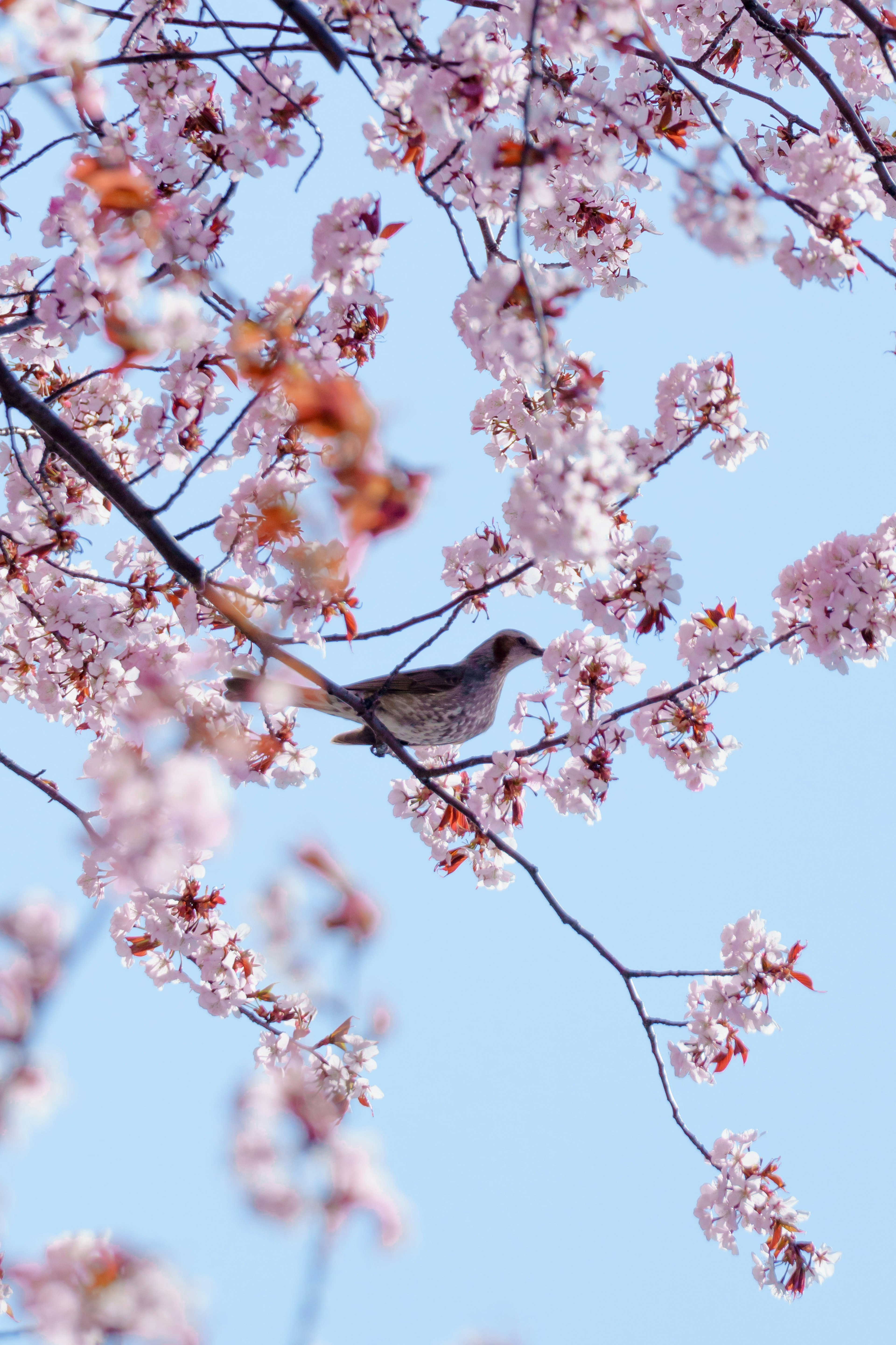 A bird perched among cherry blossoms against a blue sky