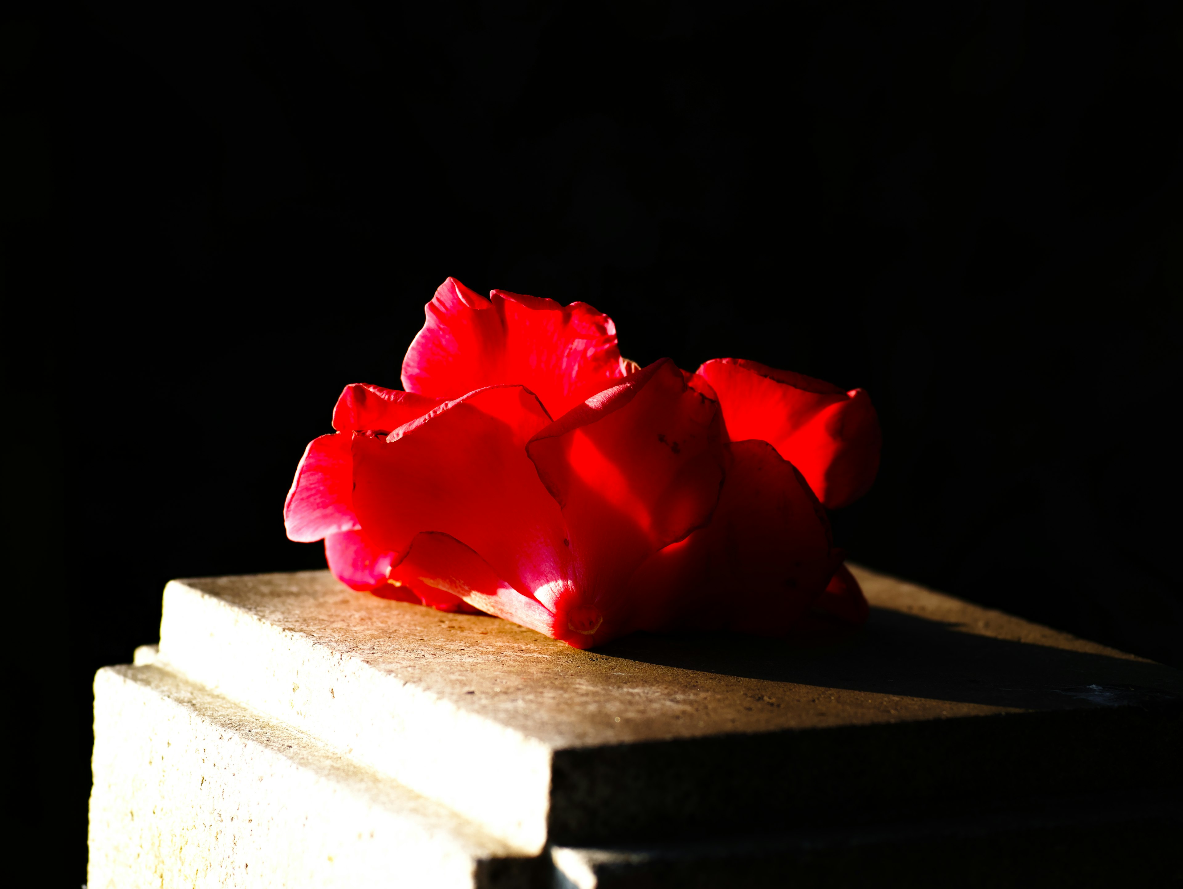 Petal bunga merah cerah di atas permukaan dengan latar belakang gelap